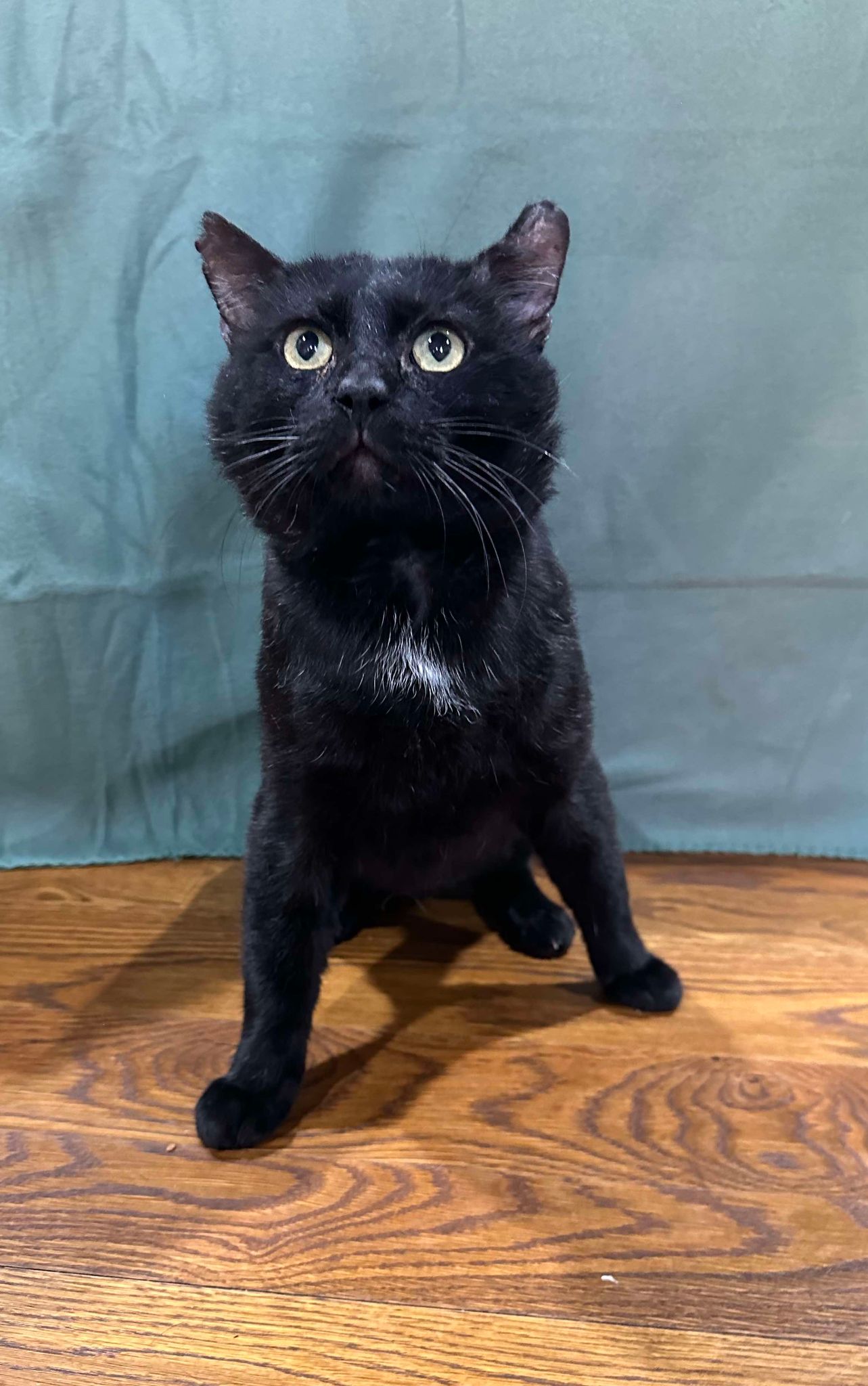 Hugo, Adoptable, Adult Male Domestic Short Hair.