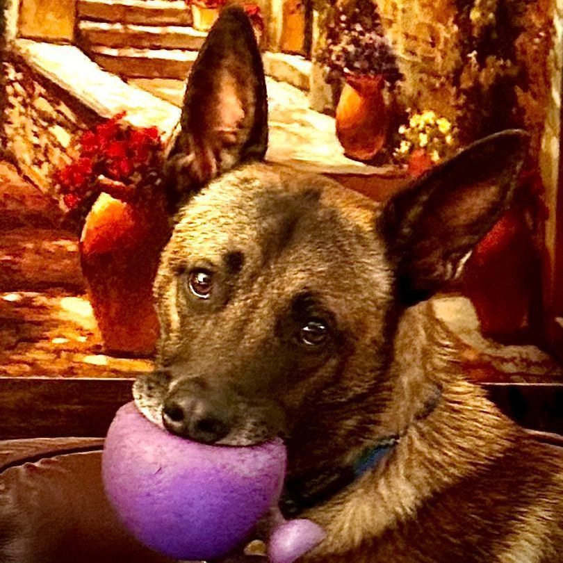 Domingo, Adoptable, Adult Male Belgian Shepherd / Malinois.