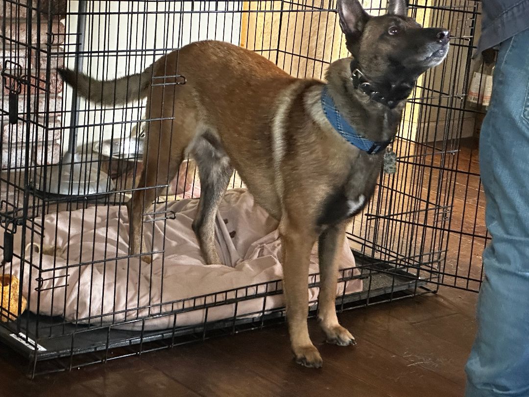 Enlarge Domingo, a Adoptable Belgian Shepherd / Malinois image 2/6