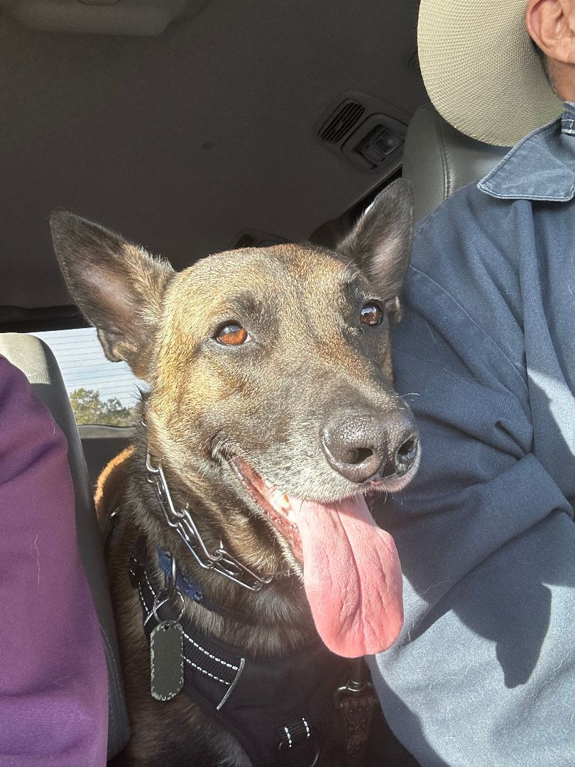 Enlarge Domingo, a Adoptable Belgian Shepherd / Malinois image 3/6