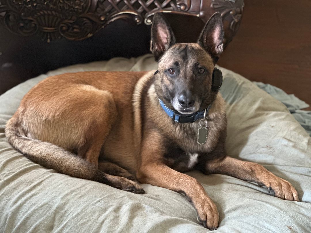 Domingo, Adoptable, Adult Male Belgian Shepherd / Malinois.