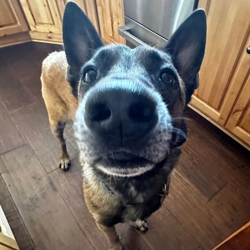 Enlarge Domingo, a Adoptable Belgian Shepherd / Malinois image 5/6