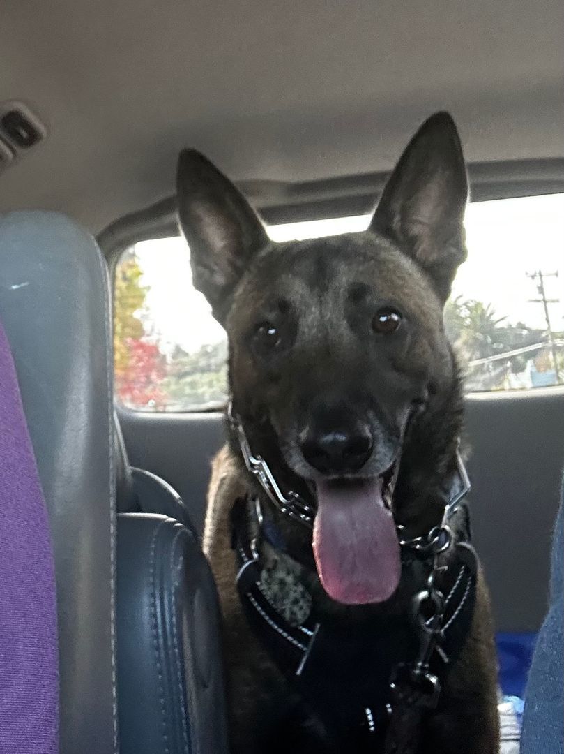 Enlarge Domingo, a Adoptable Belgian Shepherd / Malinois image 6/6