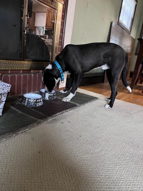 Enlarge COOPER, a ADOPTABLE mixed breed in Chicopee, MA image 2/4