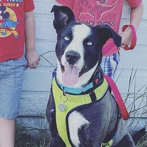 Enlarge COOPER, a ADOPTABLE mixed breed in Chicopee, MA image 3/4