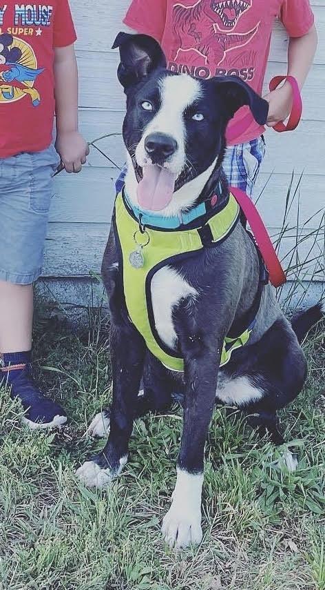 Enlarge COOPER, a ADOPTABLE mixed breed in Chicopee, MA image 3/4