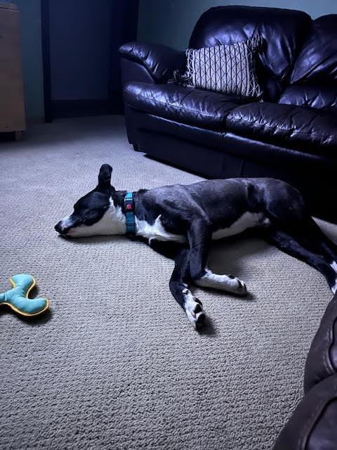 Enlarge COOPER, a ADOPTABLE mixed breed in Chicopee, MA image 4/4