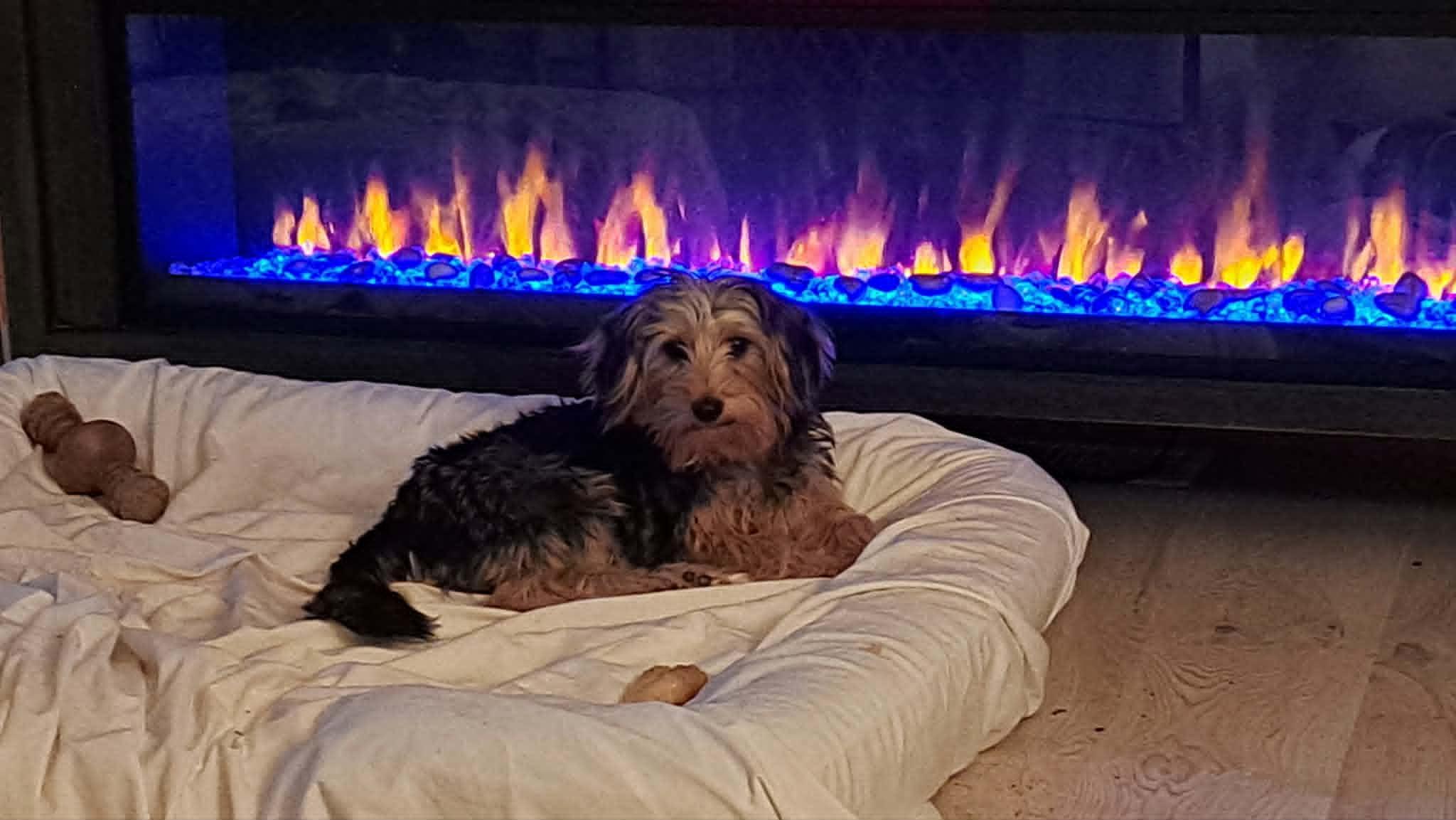 Enlarge Nikki, a Adoptable Yorkshire Terrier in Greensboro, NC image 3/6
