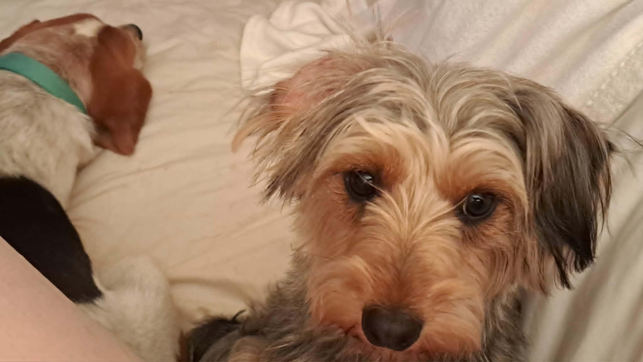 Enlarge Nikki, a Adoptable Yorkshire Terrier in Greensboro, NC image 6/6