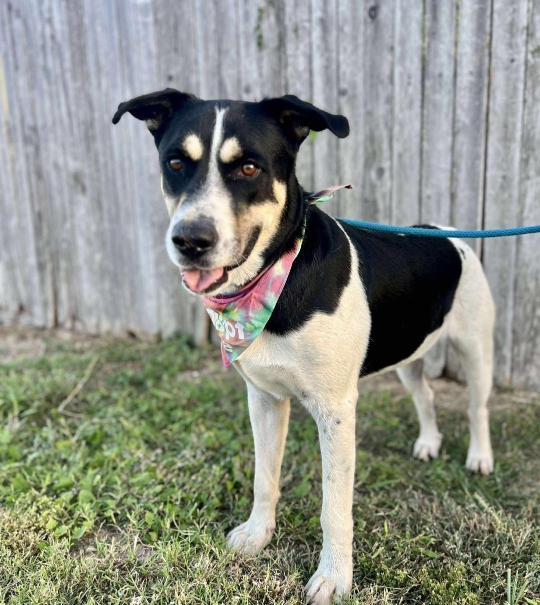 Bobby, Adoptable, Young Male Australian Cattle Dog / Blue Heeler & Shepherd.