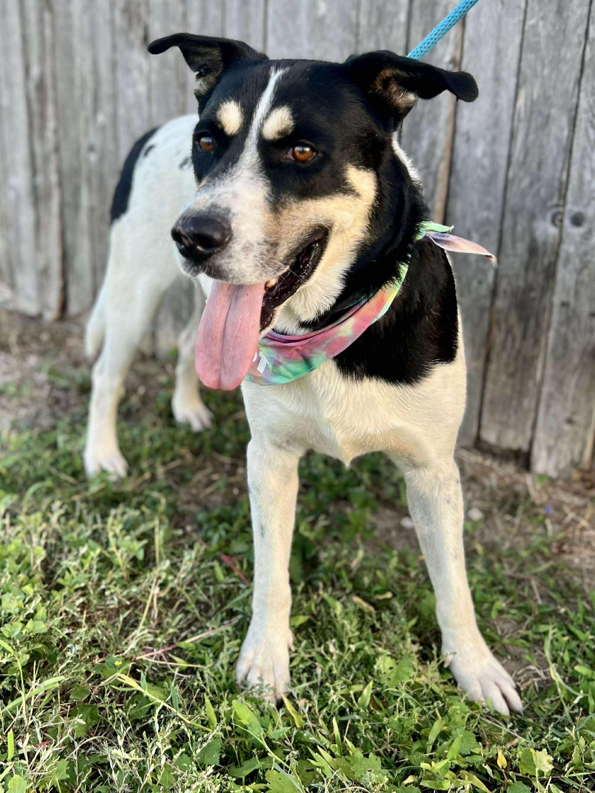 Bobby, a Adoptable mixed breed in San Antonio, TX image 3/6
