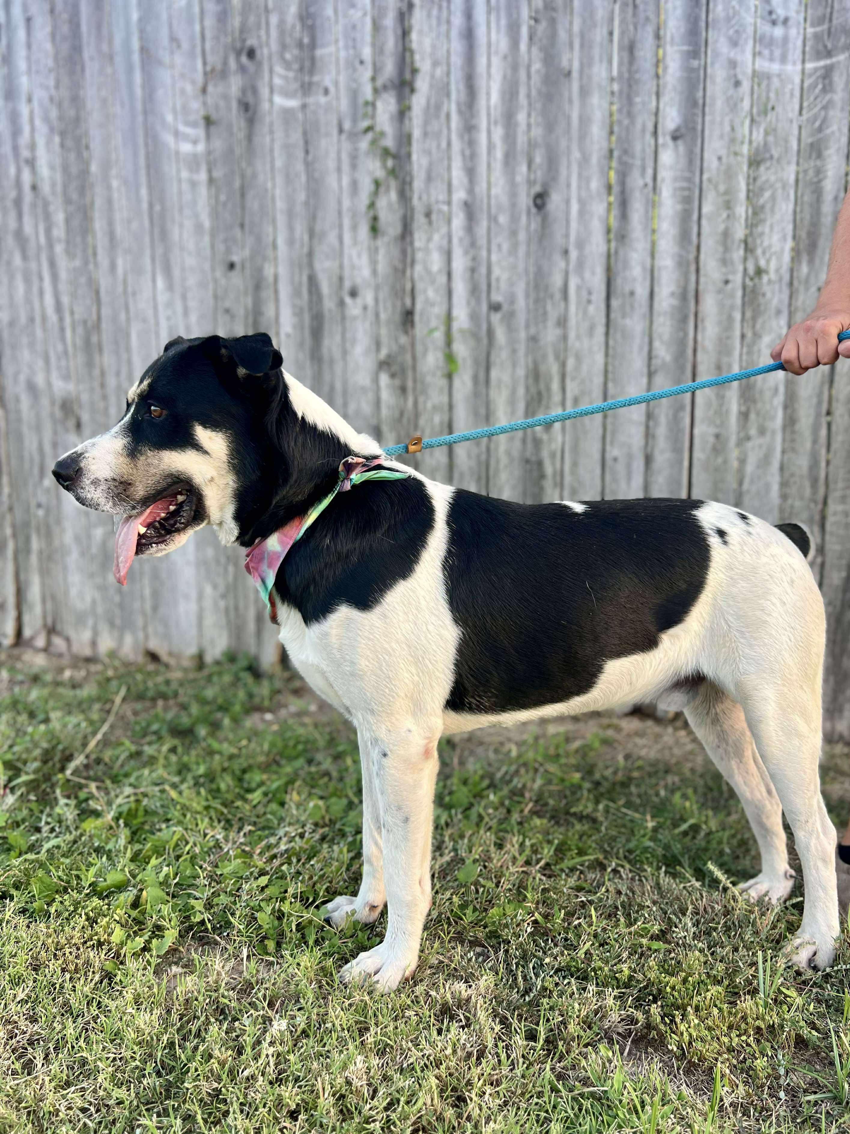 Bobby, a Adoptable mixed breed in San Antonio, TX image 4/6