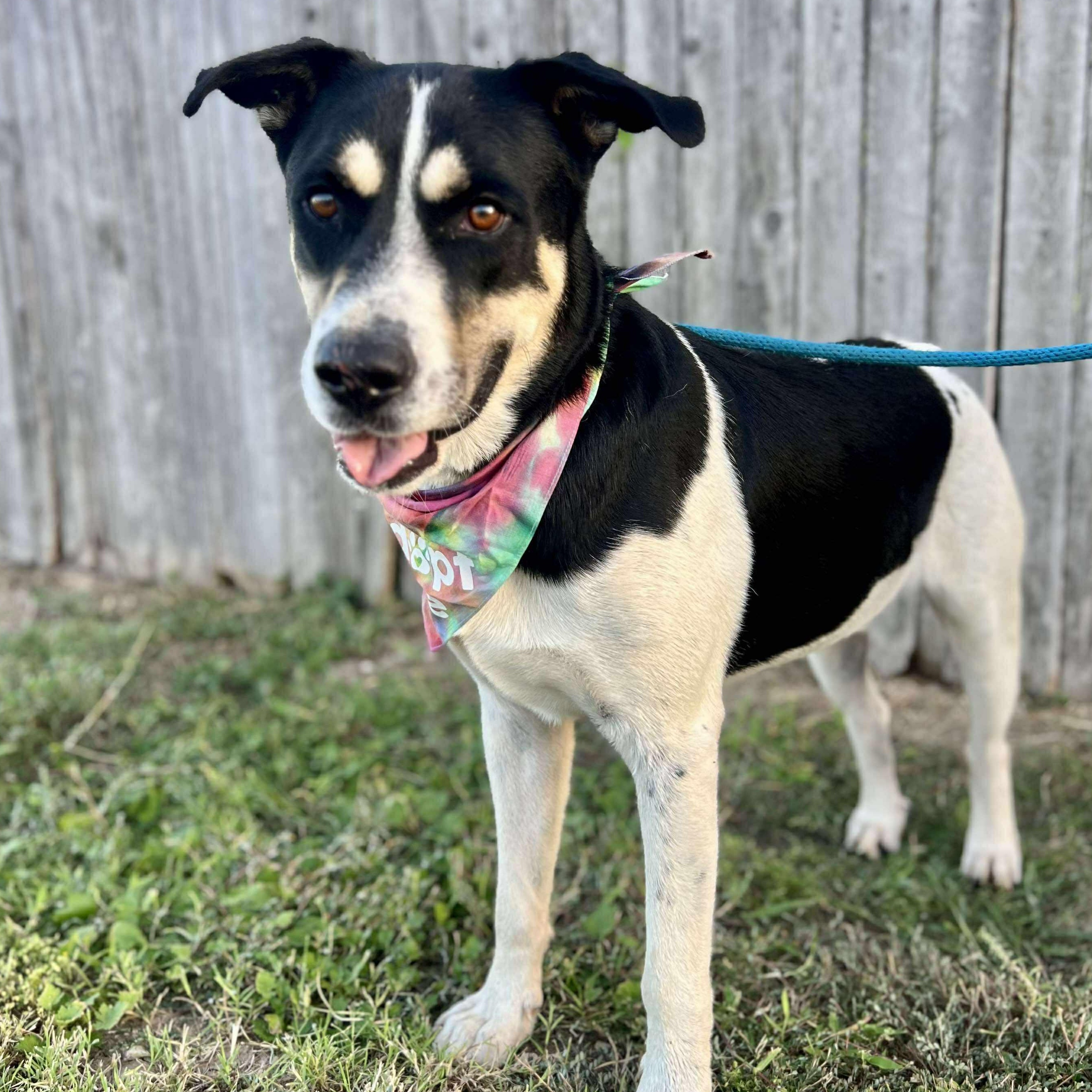 Bobby, a Adoptable mixed breed in San Antonio, TX image 1/6