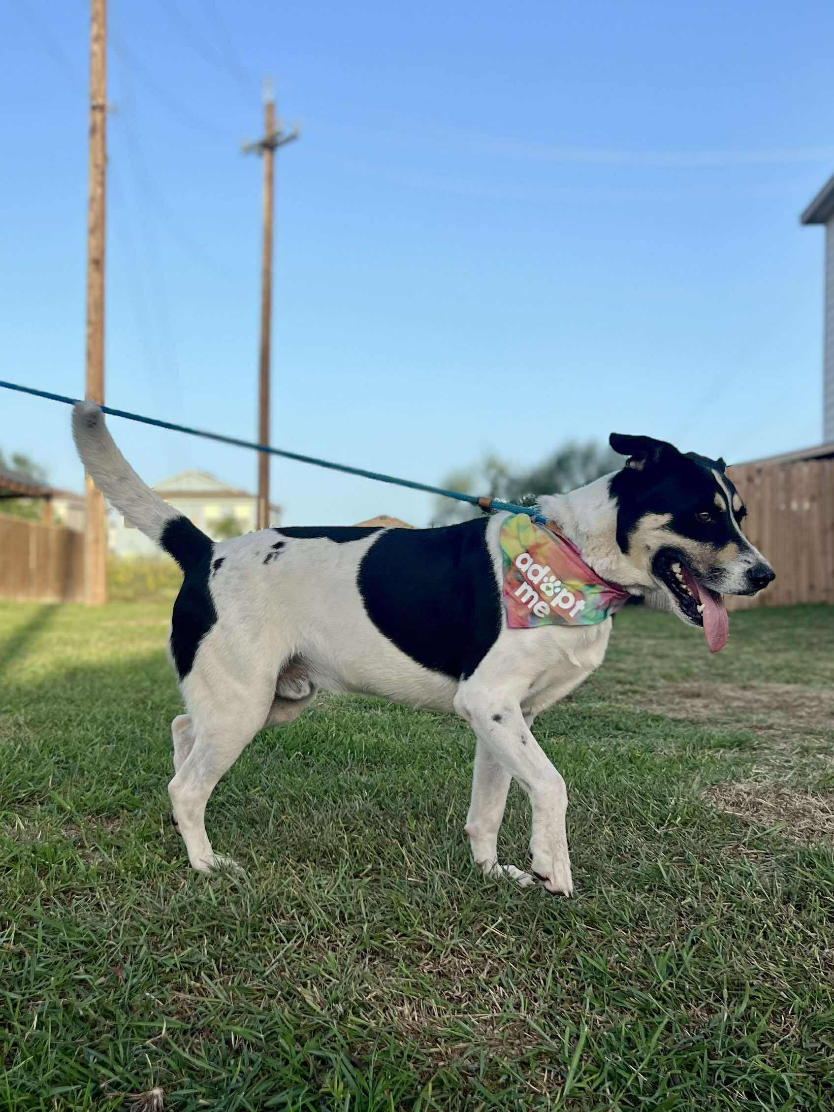 Bobby, a Adoptable mixed breed in San Antonio, TX image 5/6