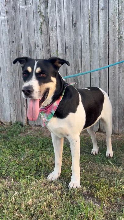Enlarge Bobby, a Adoptable mixed breed in San Antonio, TX video 6/6