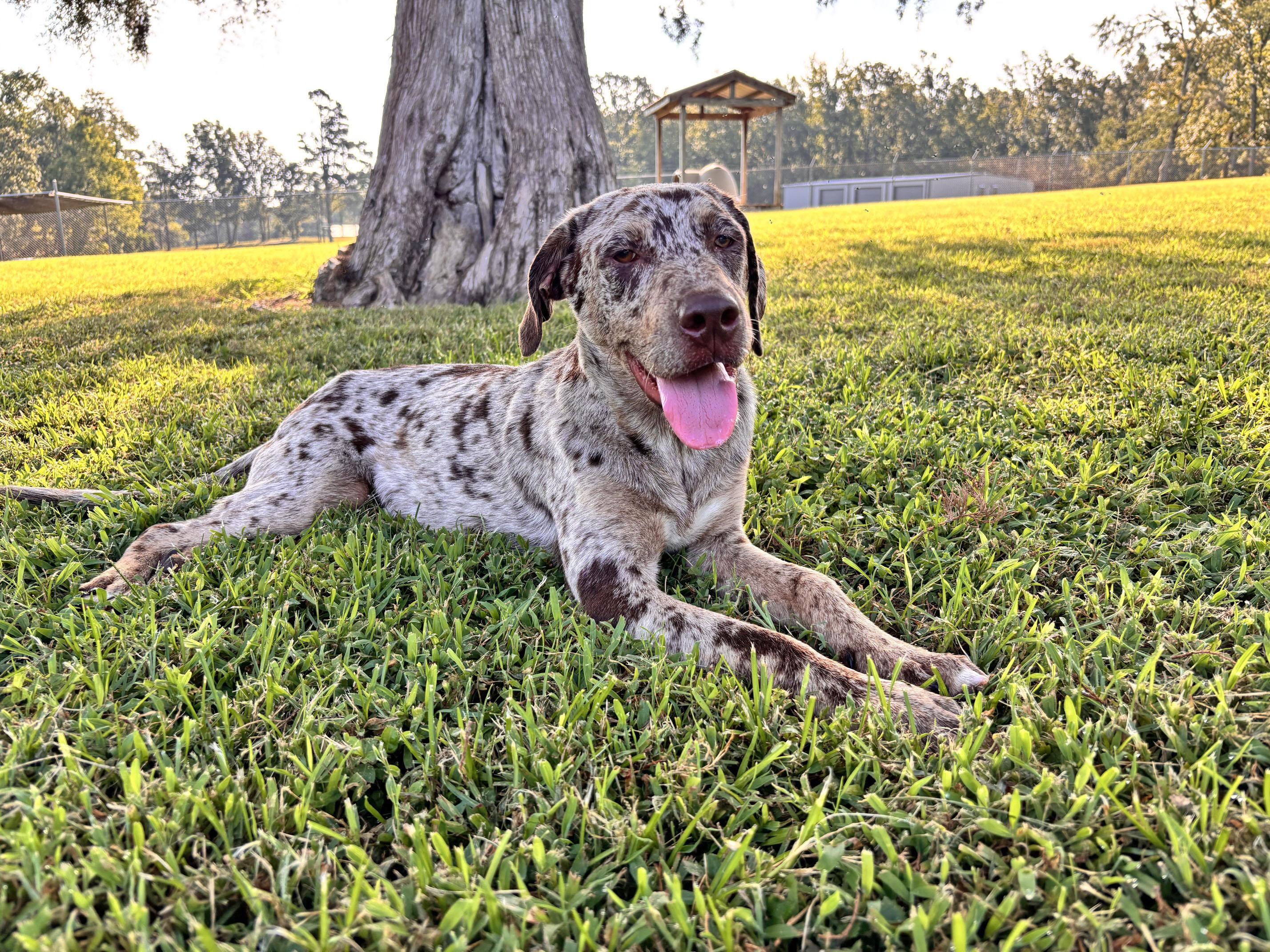 Xochitl, Adoptable, Young Female Catahoula Leopard Dog.