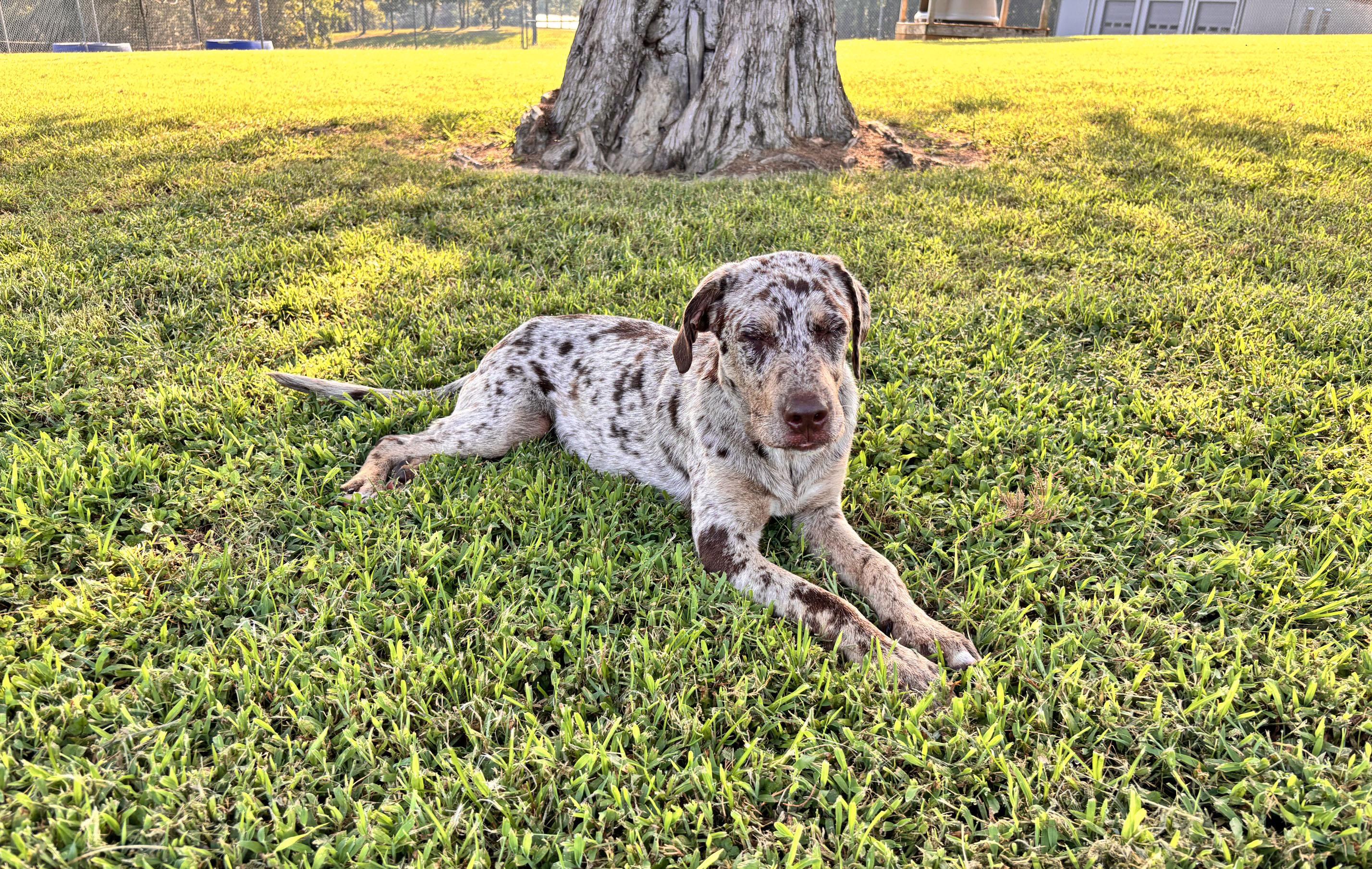 Enlarge Xochitl, a Adoptable mixed breed in Savannah, TN image 2/3