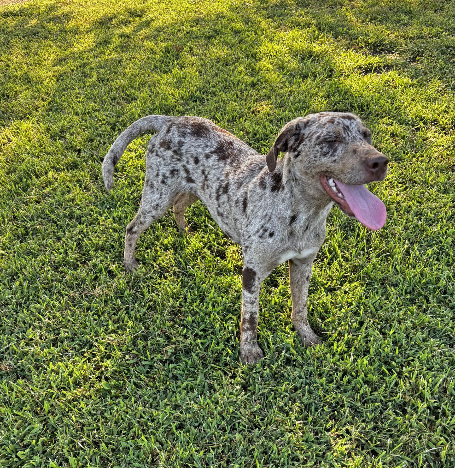 Enlarge Xochitl, a Adoptable mixed breed in Savannah, TN image 3/3