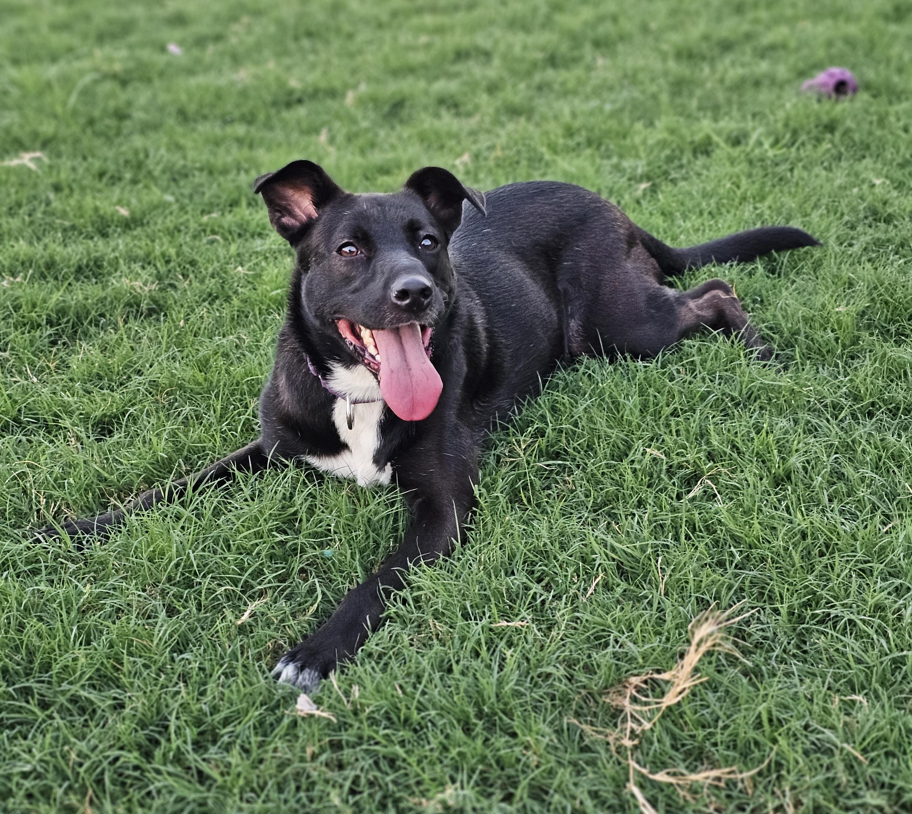 Nelly 2, Adoptable, Young Female Australian Kelpie & Australian Shepherd.