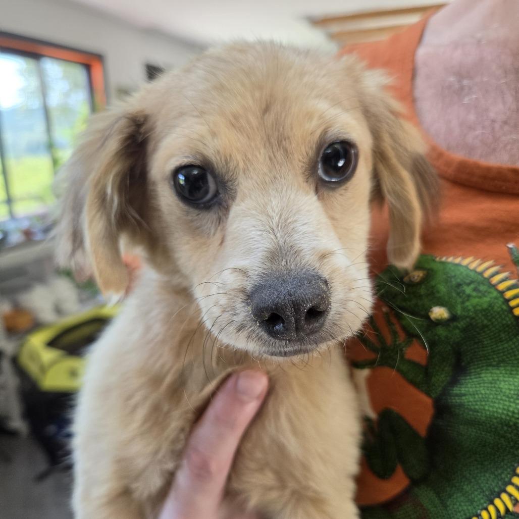 The Weeknd (aka Abel Makkonen Tesfaye), a Adoptable Chihuahua in Redmond, WA image 1/2