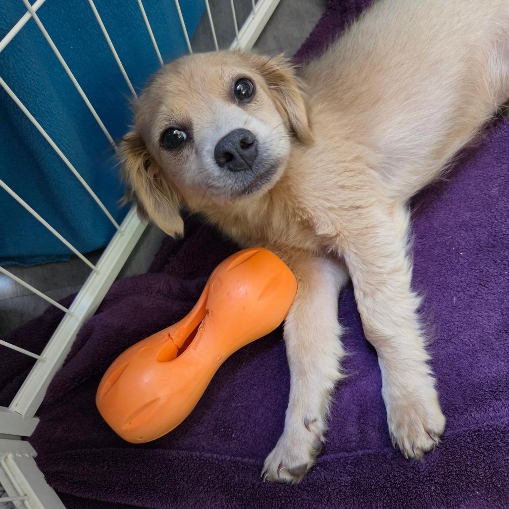 The Weeknd (aka Abel Makkonen Tesfaye), a Adoptable Chihuahua in Redmond, WA image 2/2