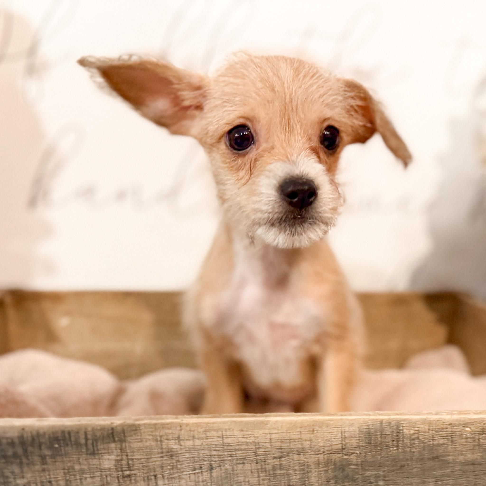 Enlarge Babie , a ADOPTABLE mixed breed in Newberg, OR image 1/1