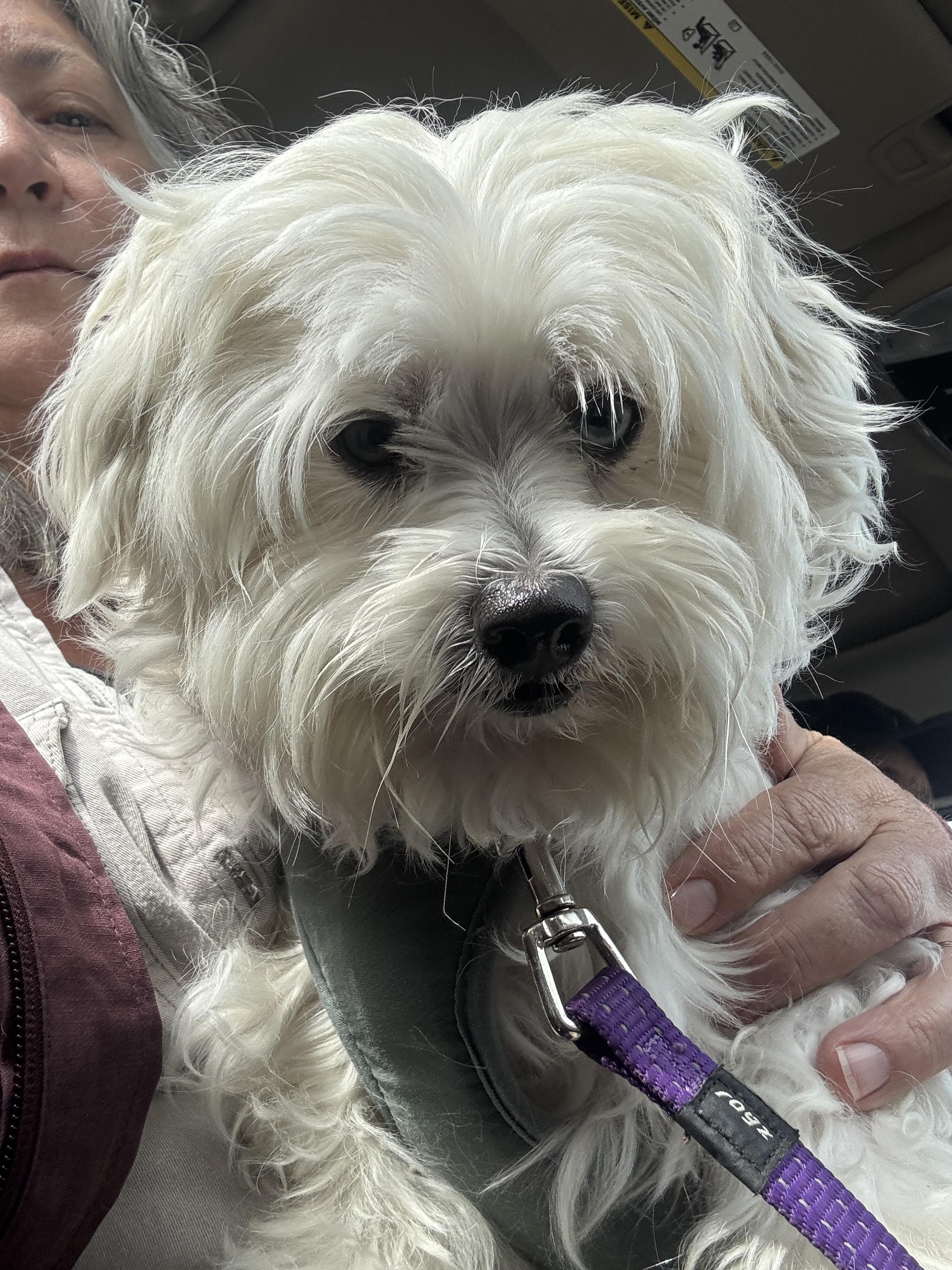 Enlarge Gary, a Adopted mixed breed in Owen Sound, ON image 3/4
