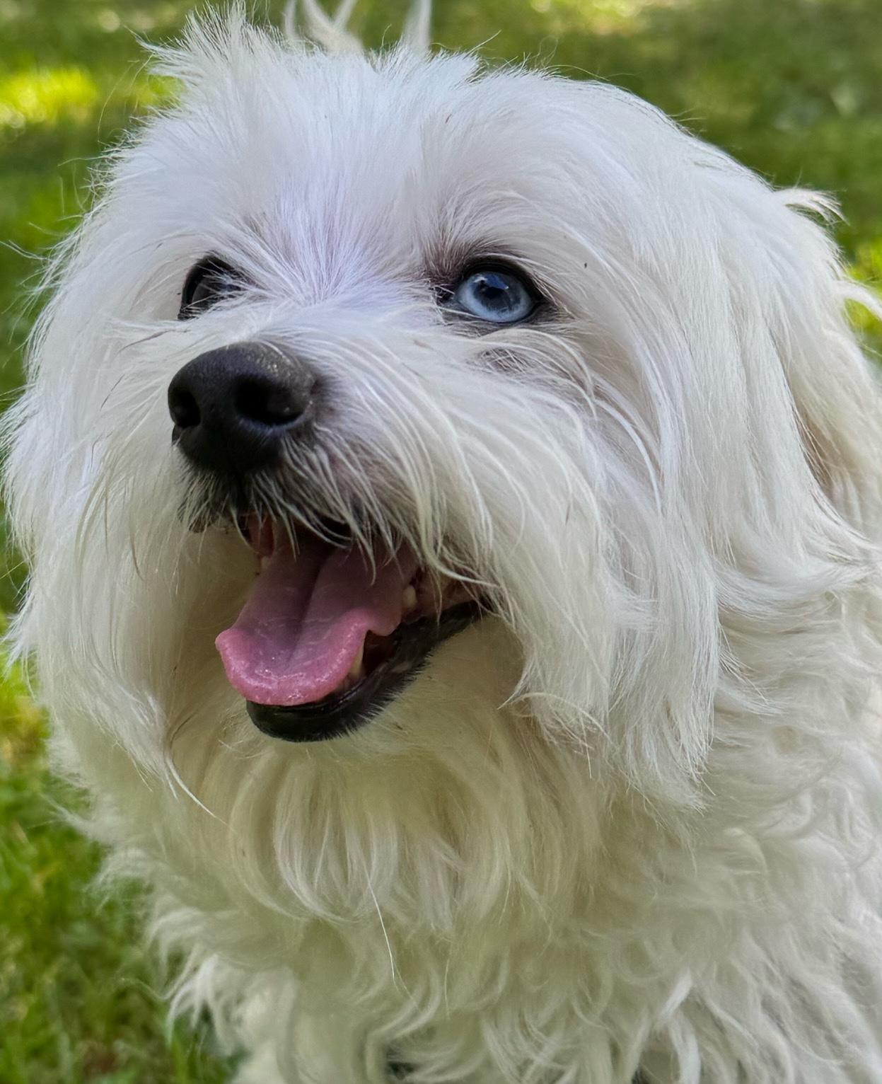 Enlarge Gary, a Adopted mixed breed in Owen Sound, ON image 2/4