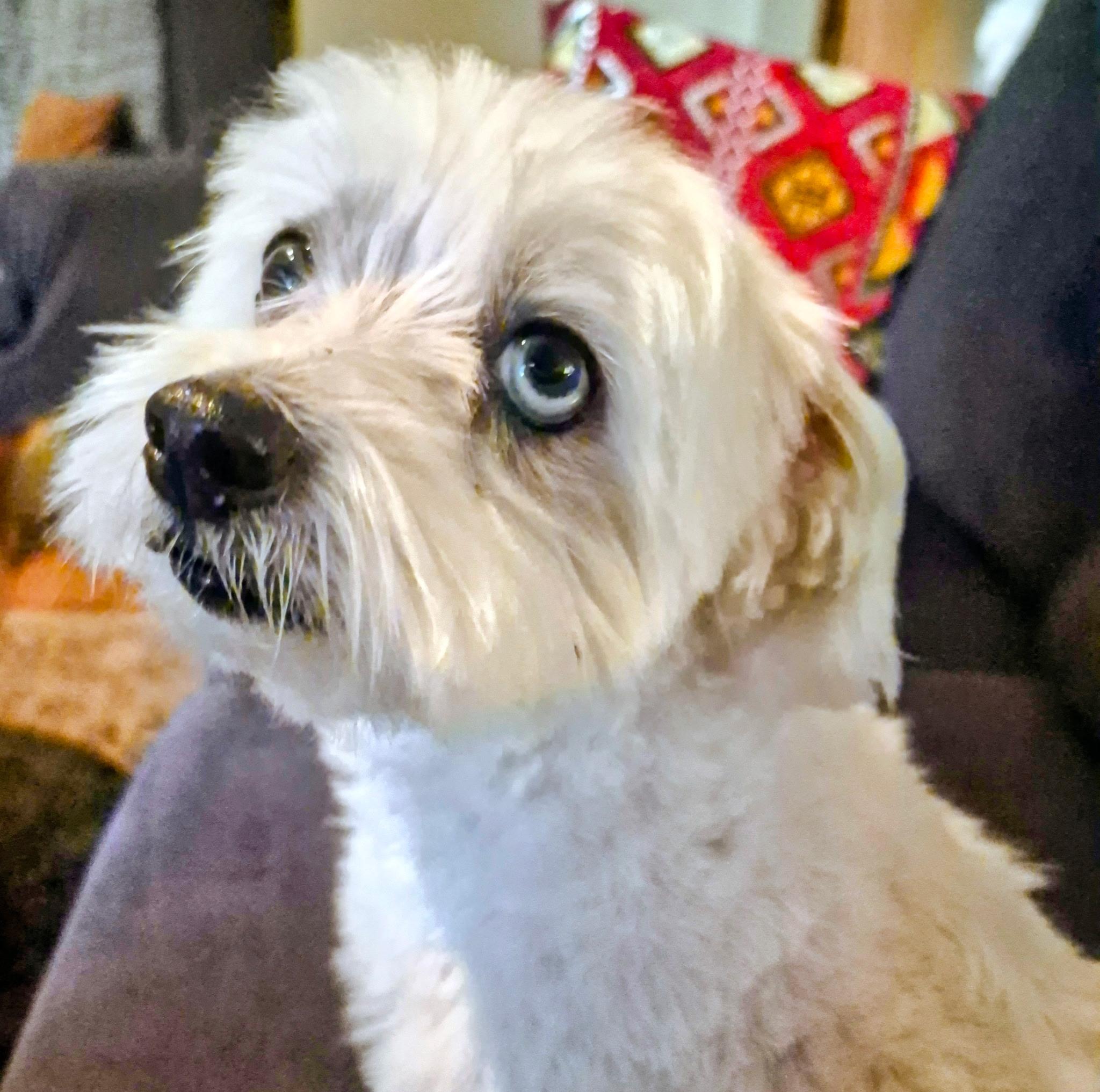 Enlarge Gary, a Adopted mixed breed in Owen Sound, ON image 4/4