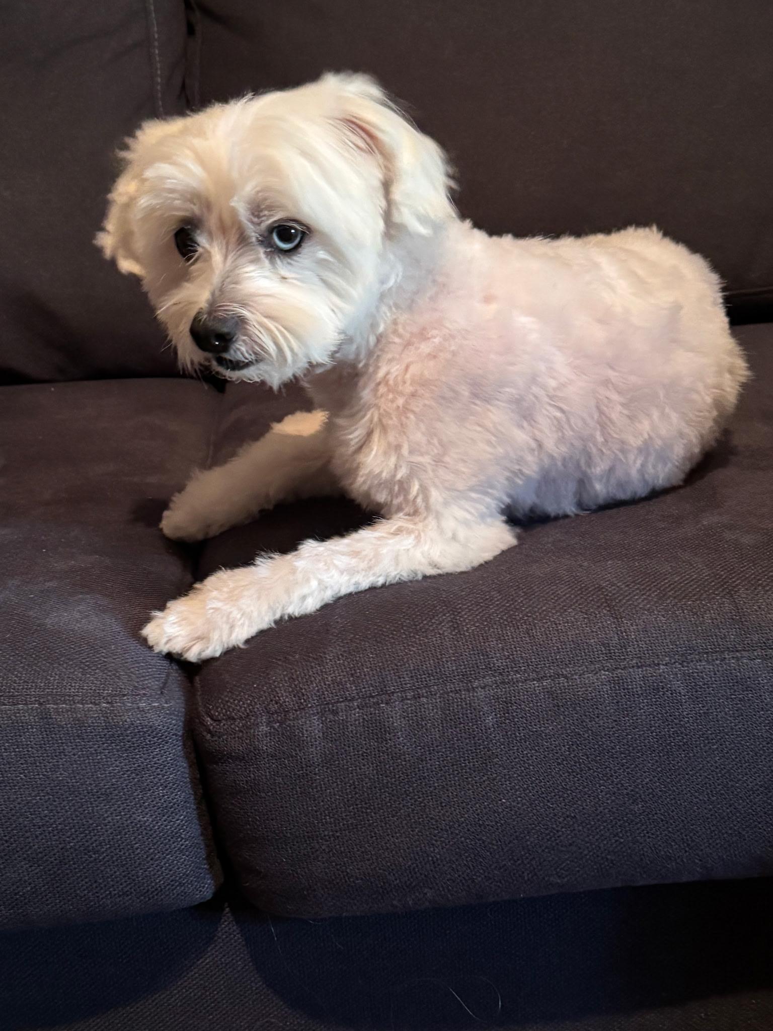 Enlarge Gary, a Adopted mixed breed in Owen Sound, ON image 1/4