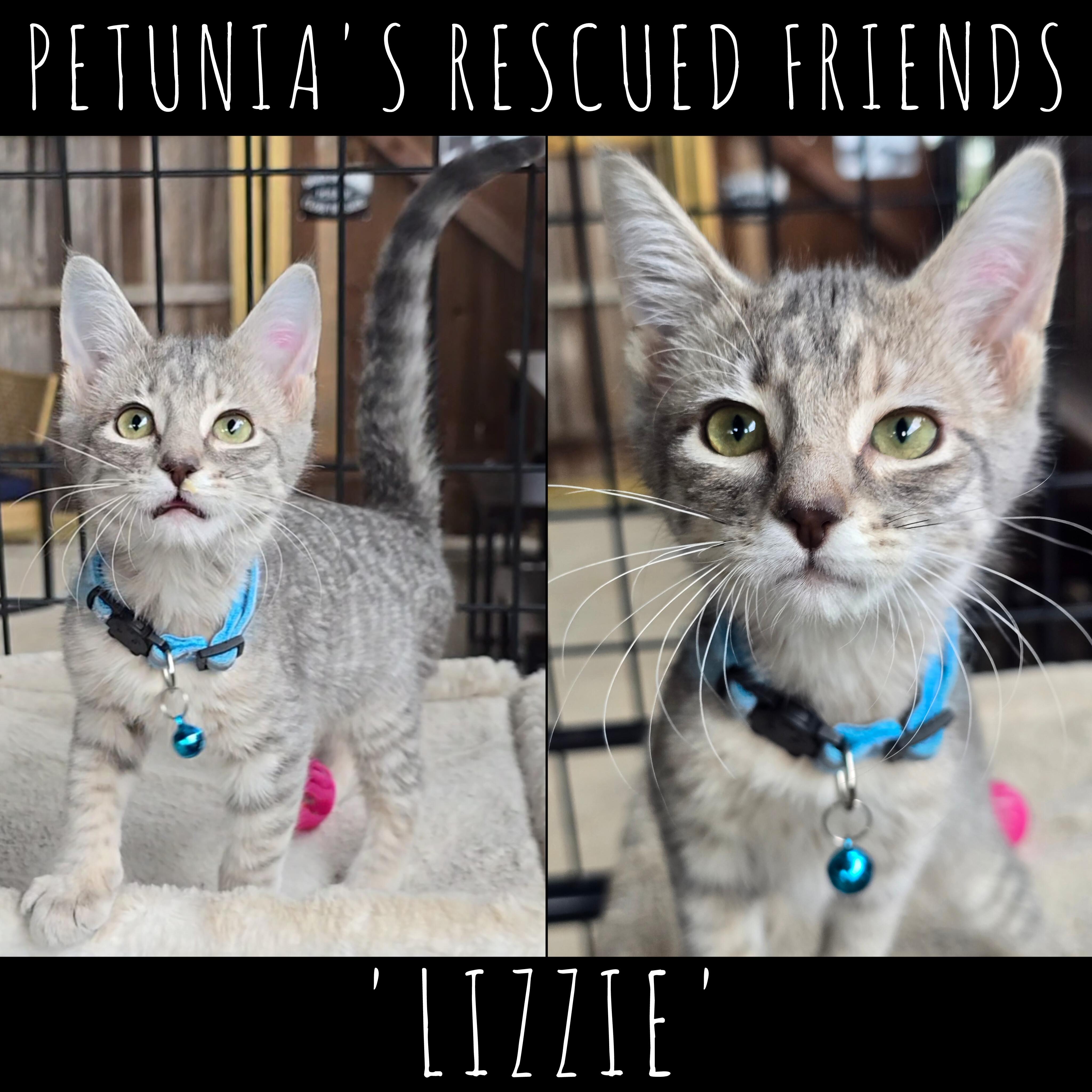 Enlarge Lizzie, a Adoptable Domestic Short Hair in Castroville, TX image 1/1