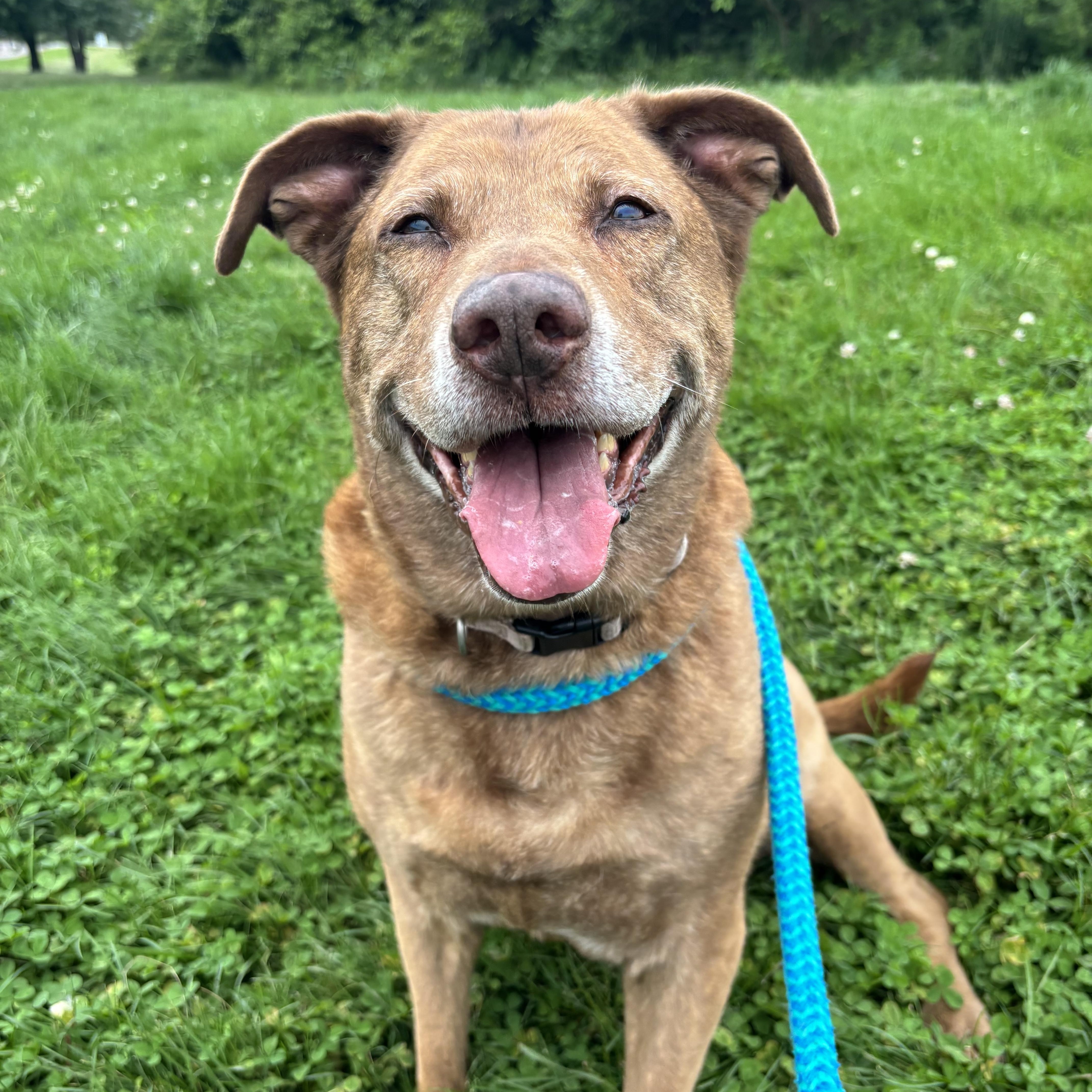 Enlarge Dixie, an adopted mixed breed in Youngstown, OH image 1/3