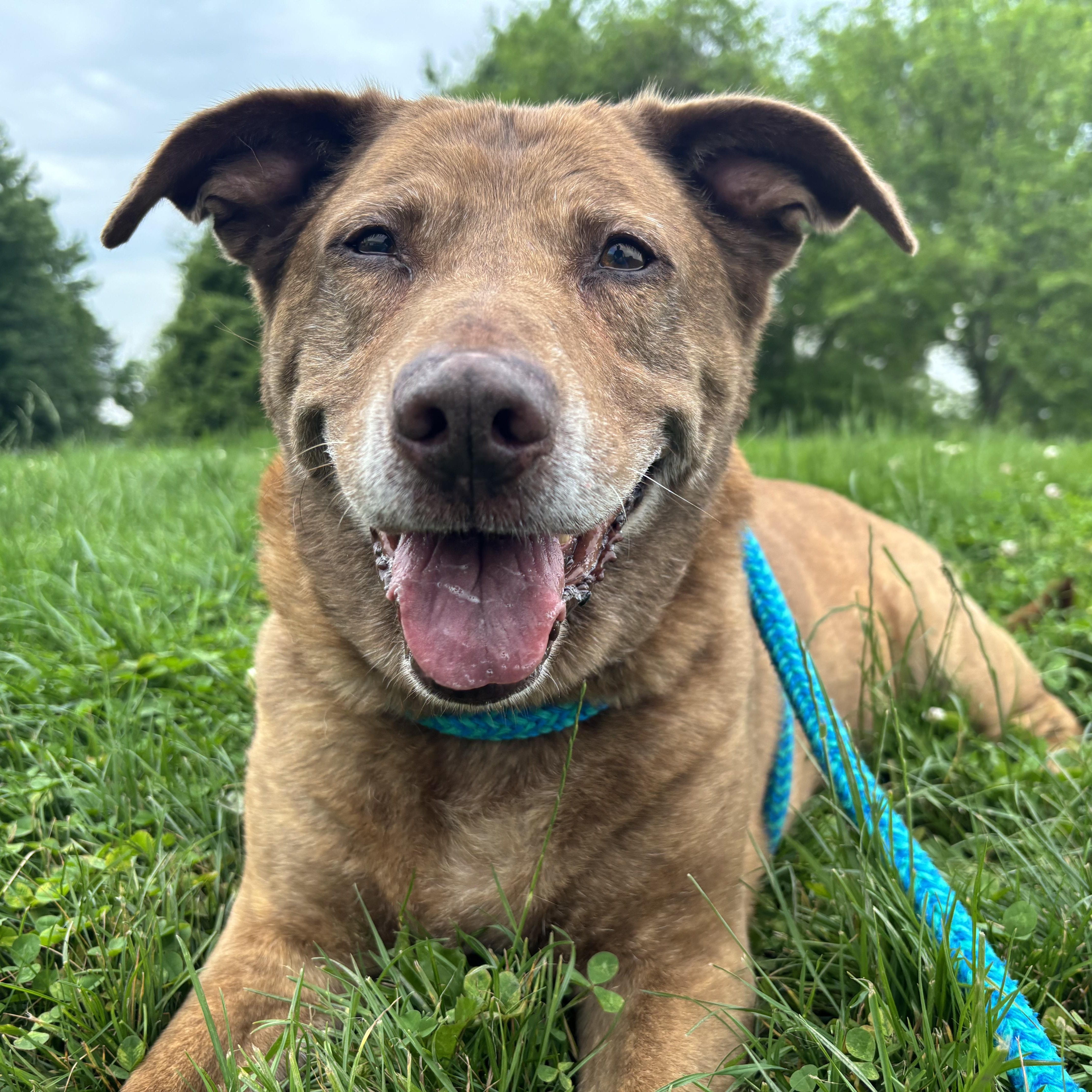 Enlarge Dixie, an adopted mixed breed in Youngstown, OH image 3/3