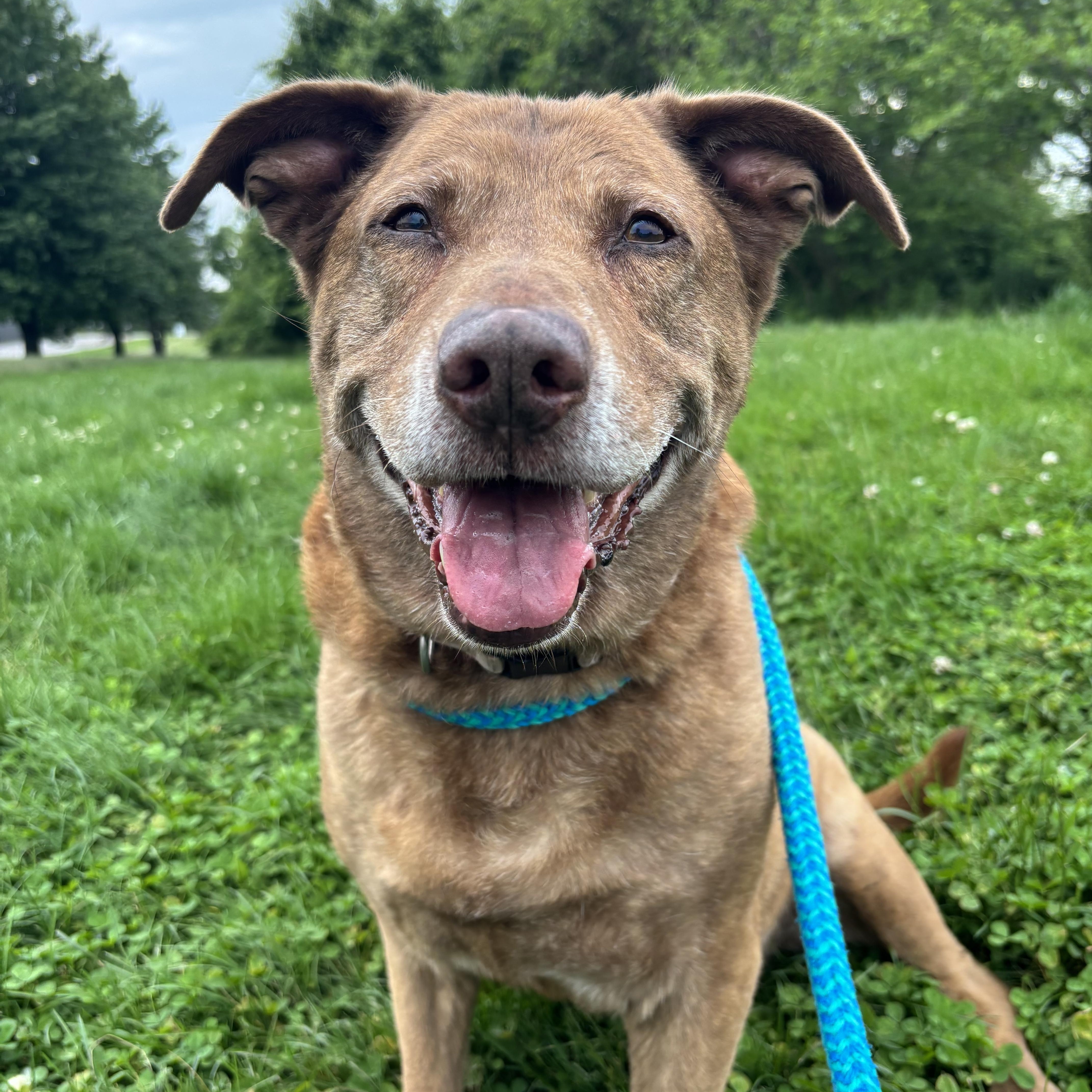 Enlarge Dixie, an adopted mixed breed in Youngstown, OH image 2/3