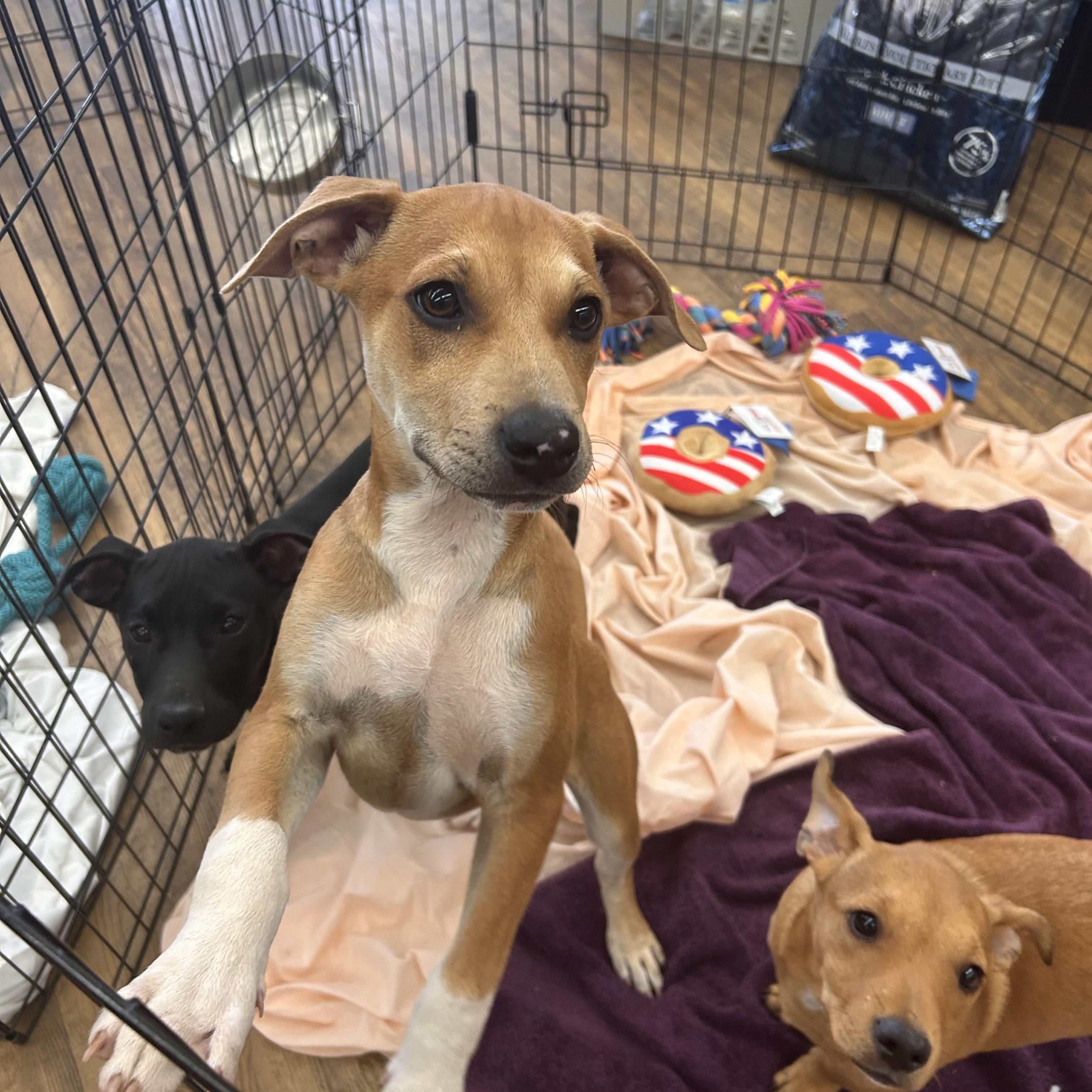 RHETT, a ADOPTABLE mixed breed in Newborn, GA image 2/6