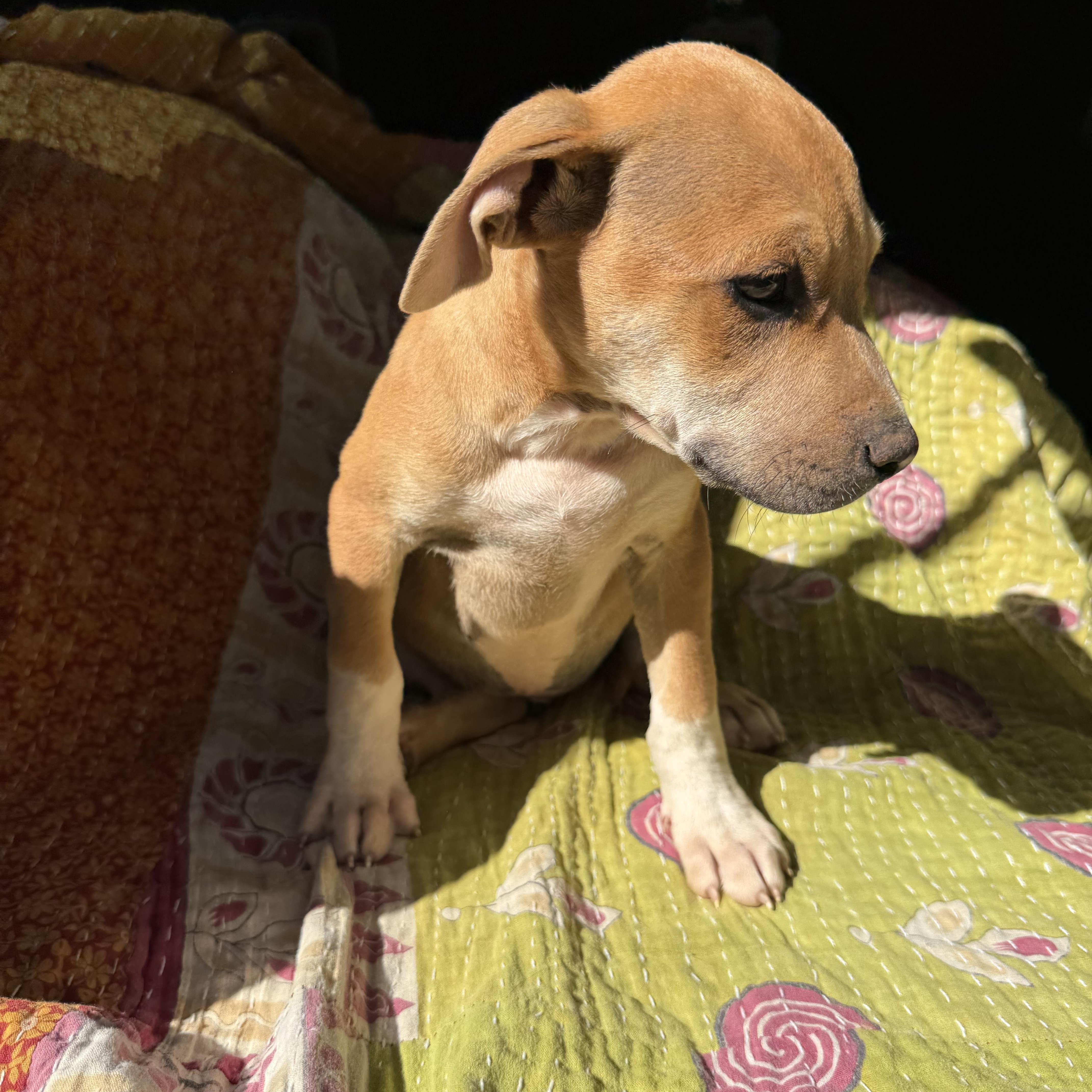 RHETT, a ADOPTABLE mixed breed in Newborn, GA image 3/4