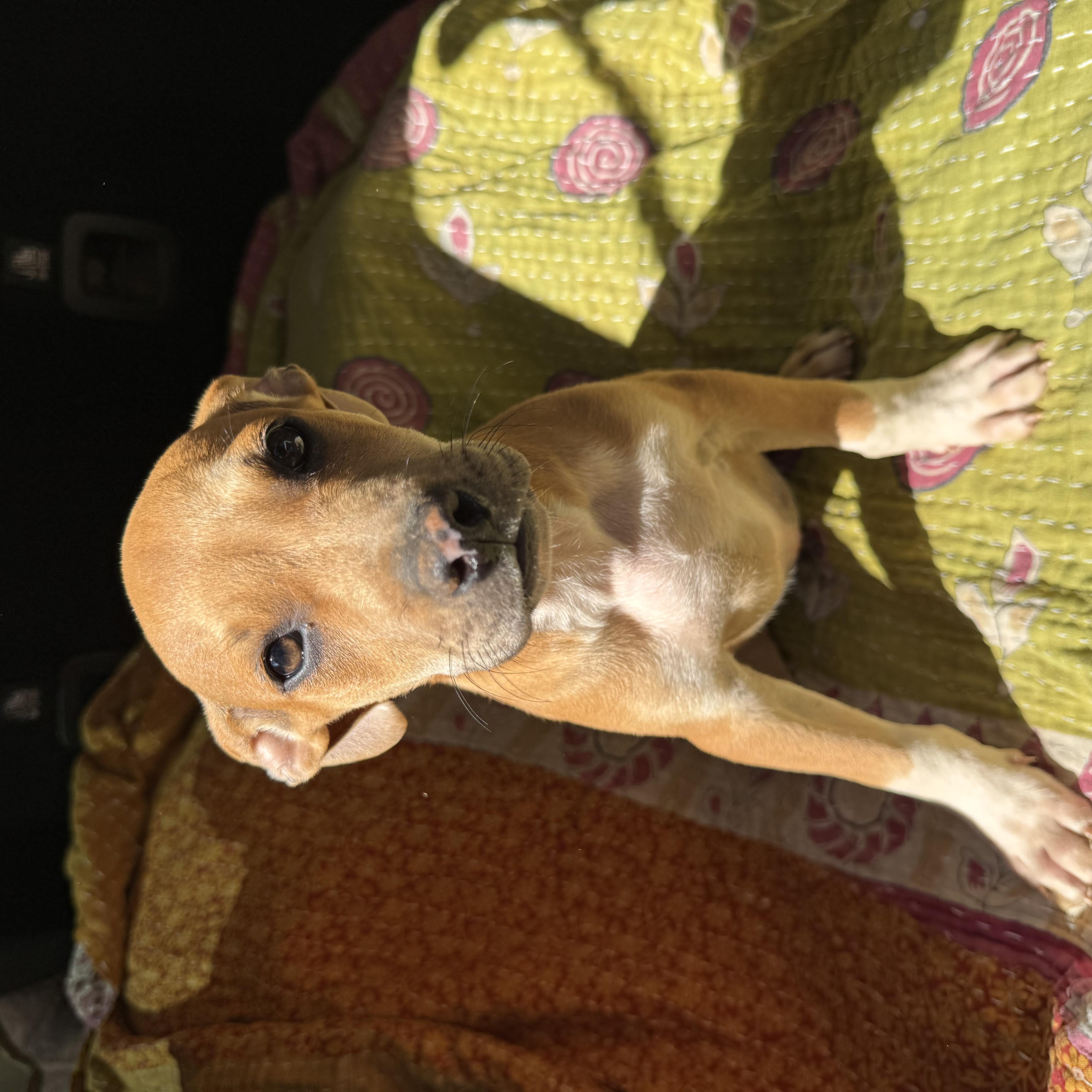 RHETT, a ADOPTABLE mixed breed in Newborn, GA image 4/4