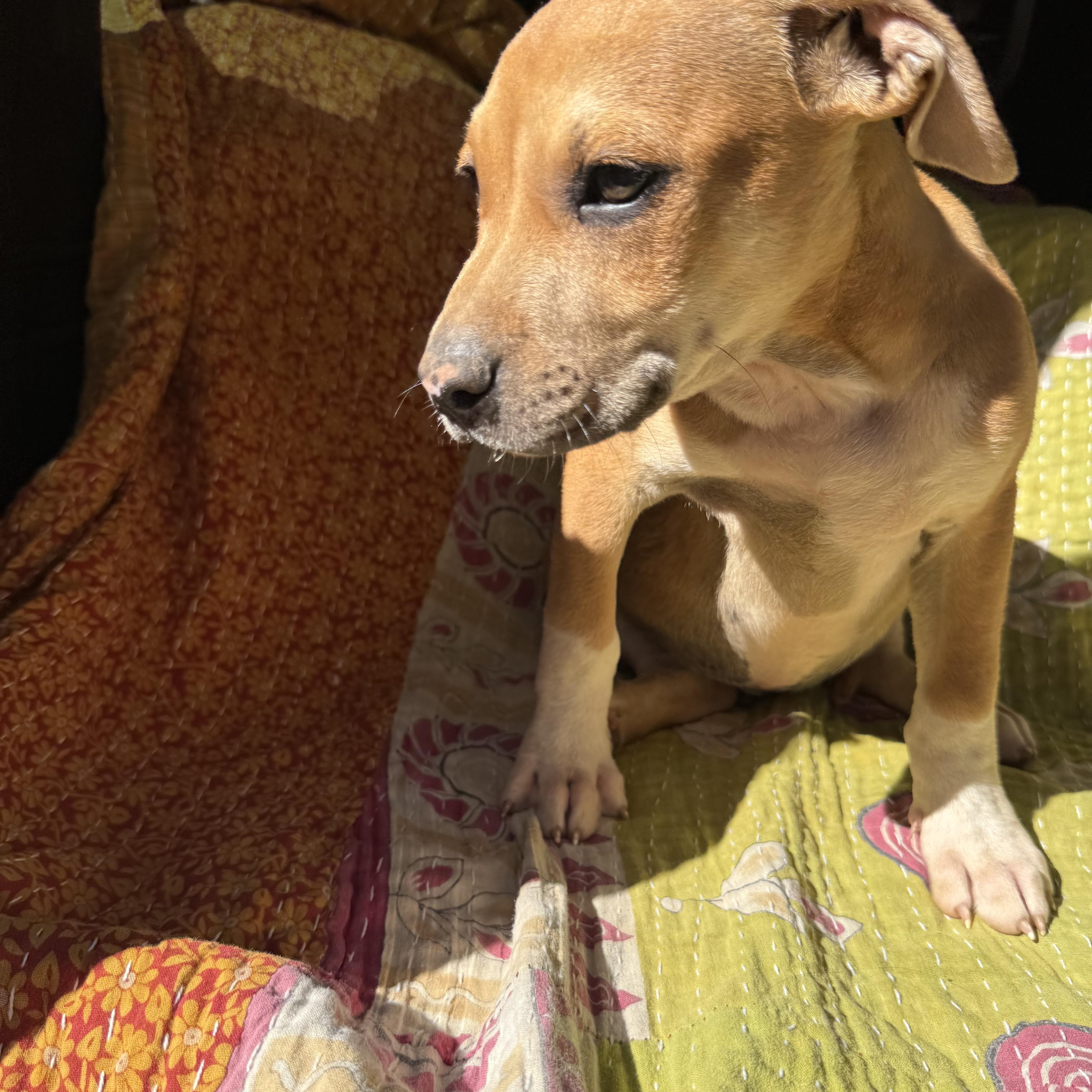 RHETT, a ADOPTABLE mixed breed in Newborn, GA image 2/4