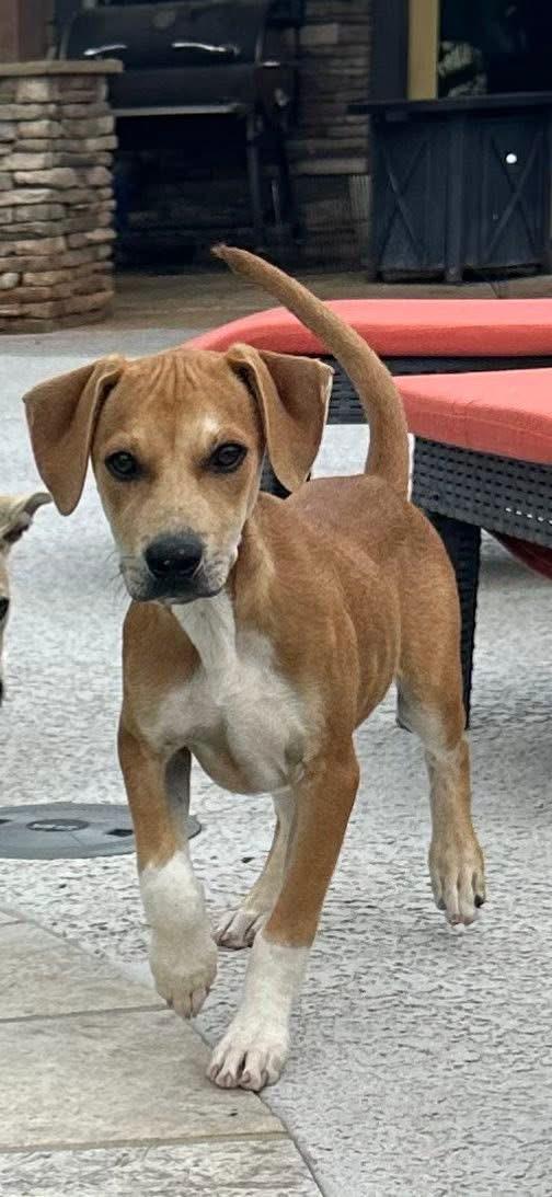 RHETT, a ADOPTABLE mixed breed in Newborn, GA image 1/6