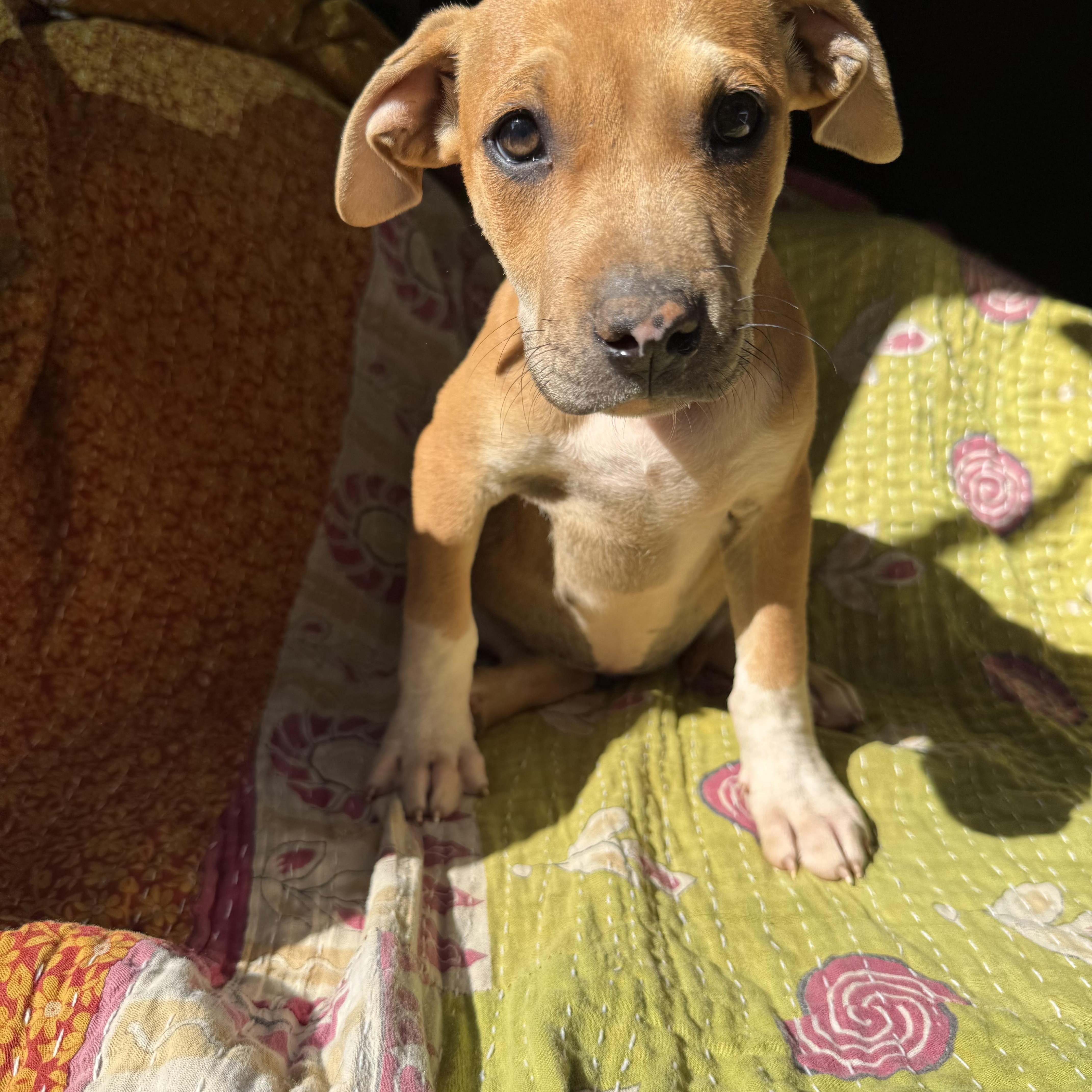 RHETT, ADOPTABLE, Puppy Male Boxer & Black Mouth Cur.