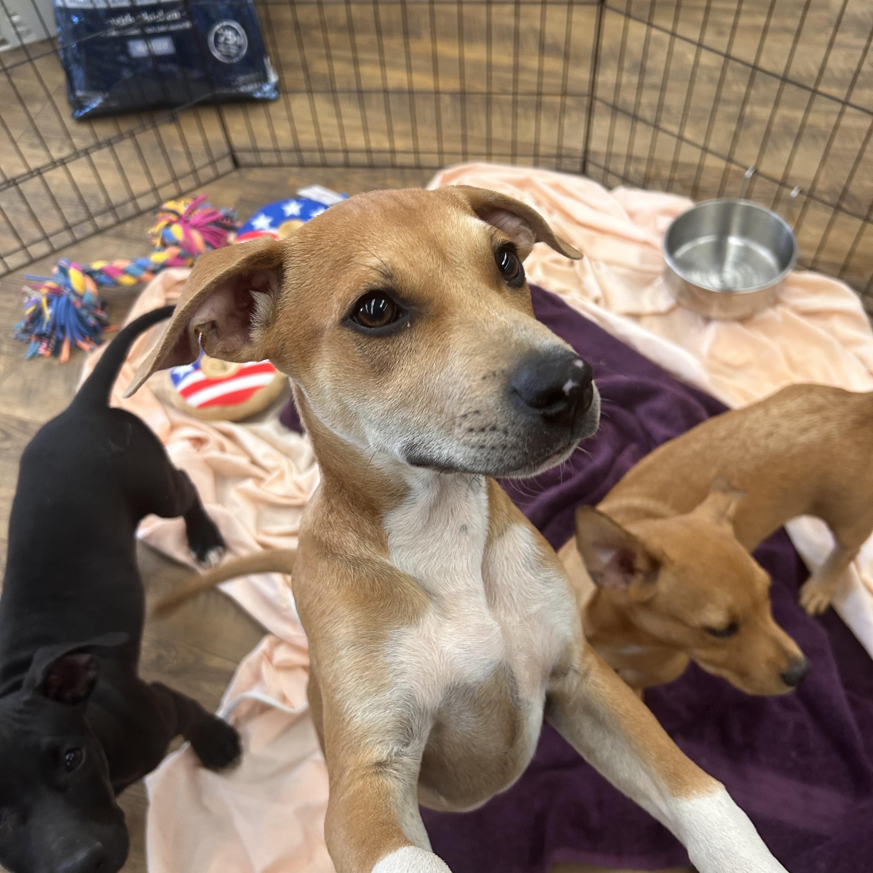 RHETT, a ADOPTABLE mixed breed in Newborn, GA image 3/6