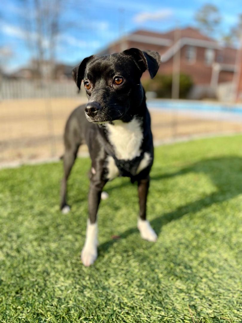 Enlarge OLLIE, a Adopted mixed breed in Cleveland, OH image 1/5