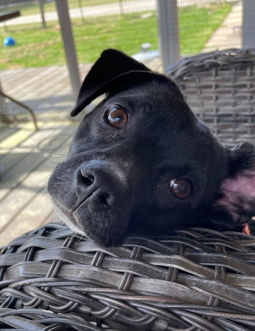 Enlarge OLLIE, a Adopted mixed breed in Cleveland, OH image 4/5