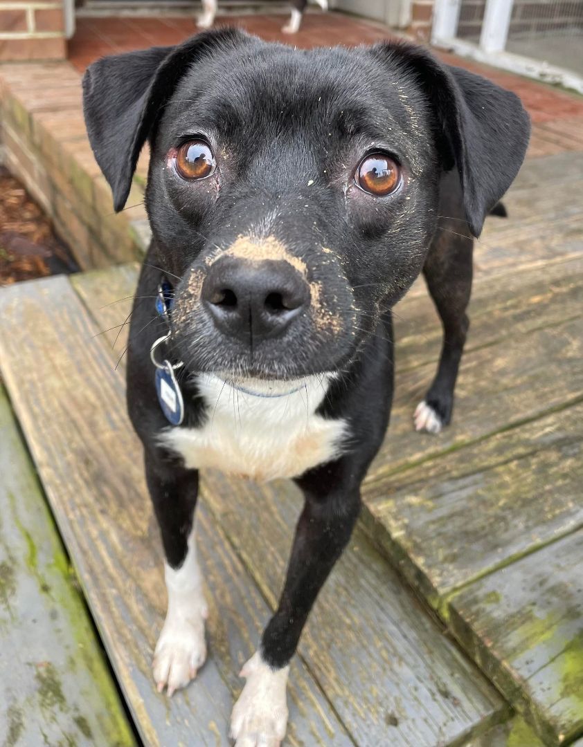 Enlarge OLLIE, a Adopted mixed breed in Cleveland, OH image 5/5