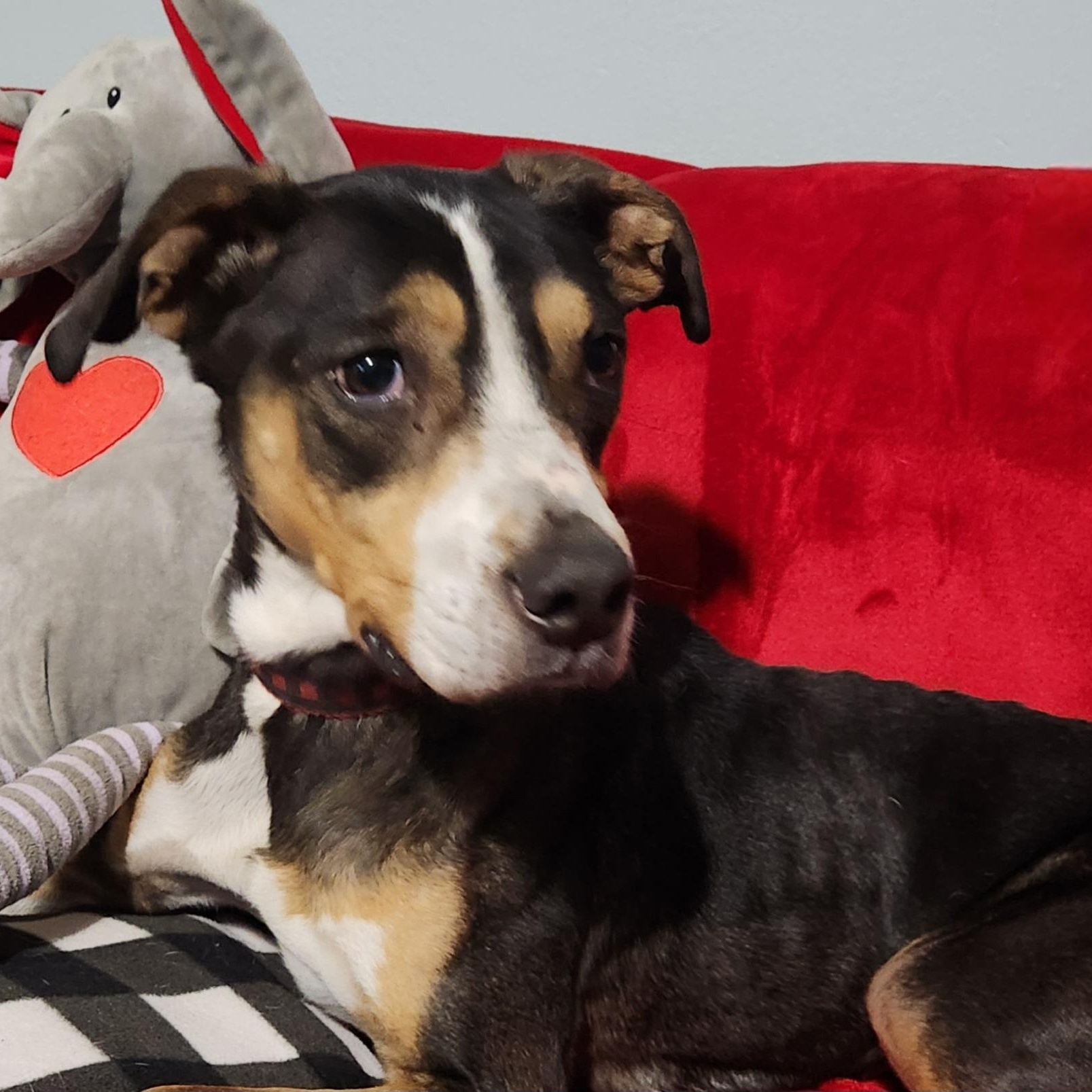 JACK, a Adoptable mixed breed in Evansville, WI image 1/9