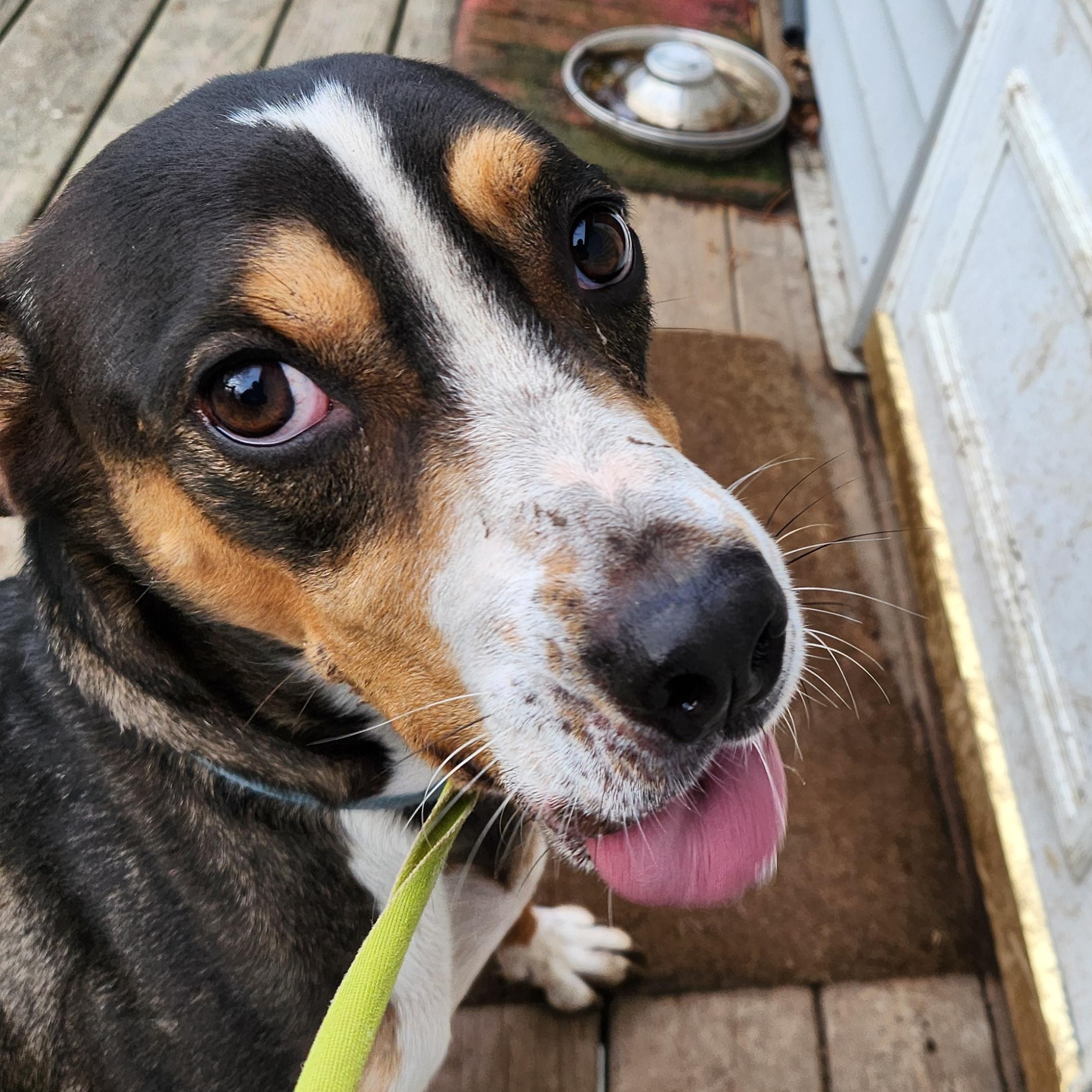 JACK, a Adoptable mixed breed in Evansville, WI image 3/9