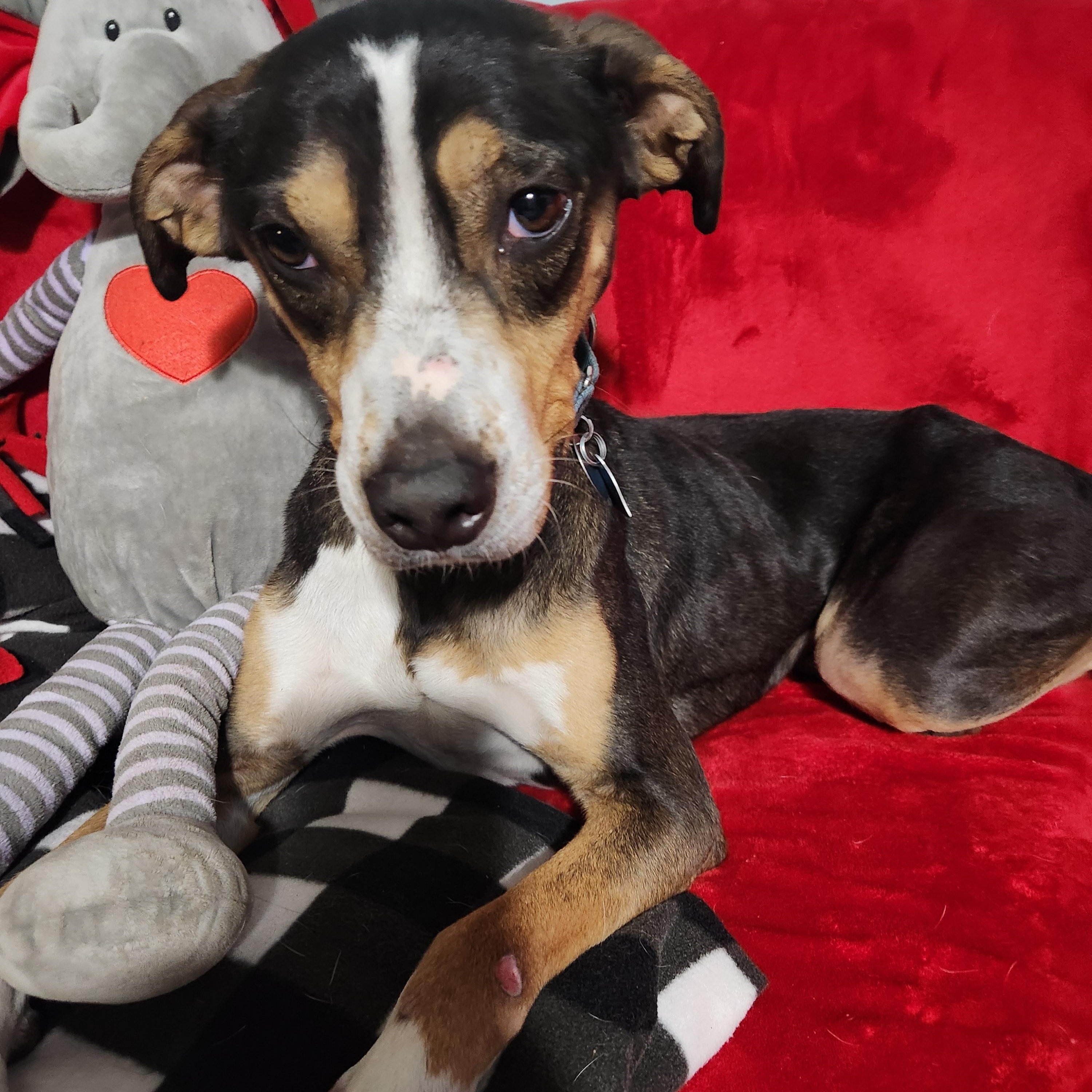 Enlarge JACK, a Adoptable mixed breed in Evansville, WI image 8/9