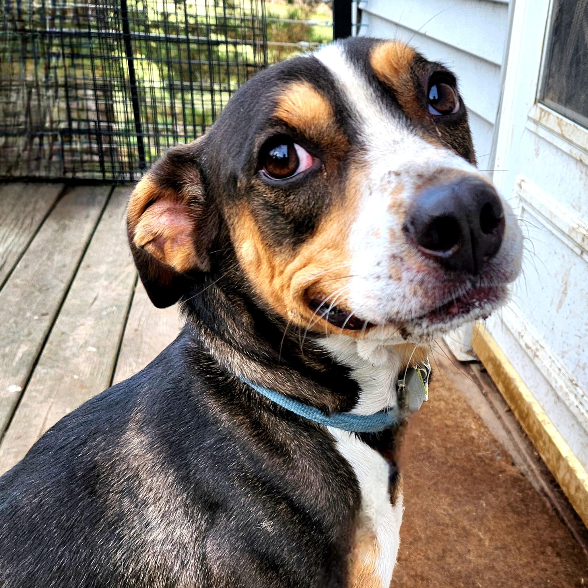 JACK, a Adoptable mixed breed in Evansville, WI image 4/9