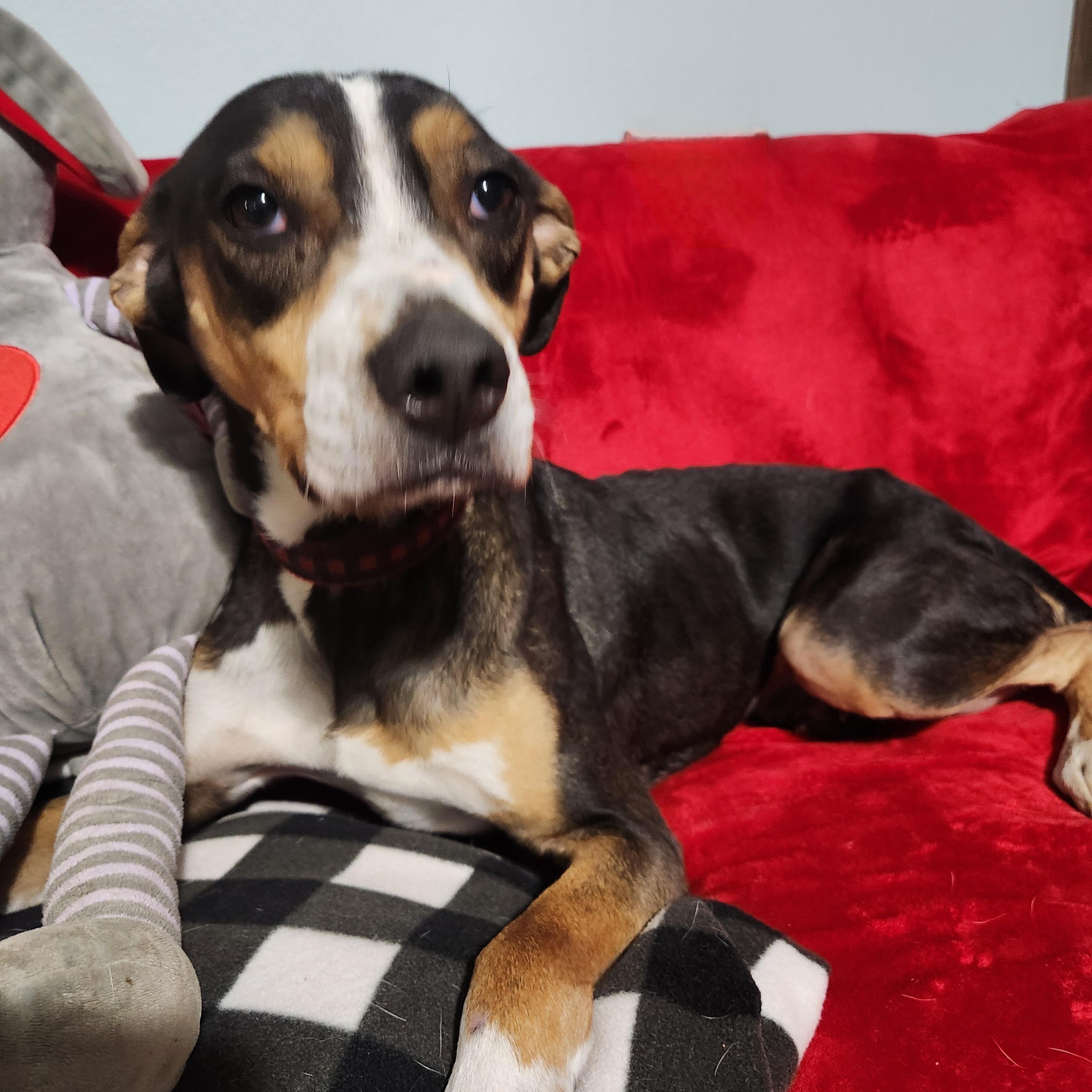 JACK, a Adoptable mixed breed in Evansville, WI image 6/9