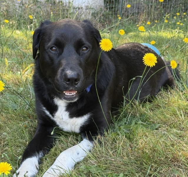 Luna, Adoptable, Adult Female Labrador Retriever & Cattle Dog.